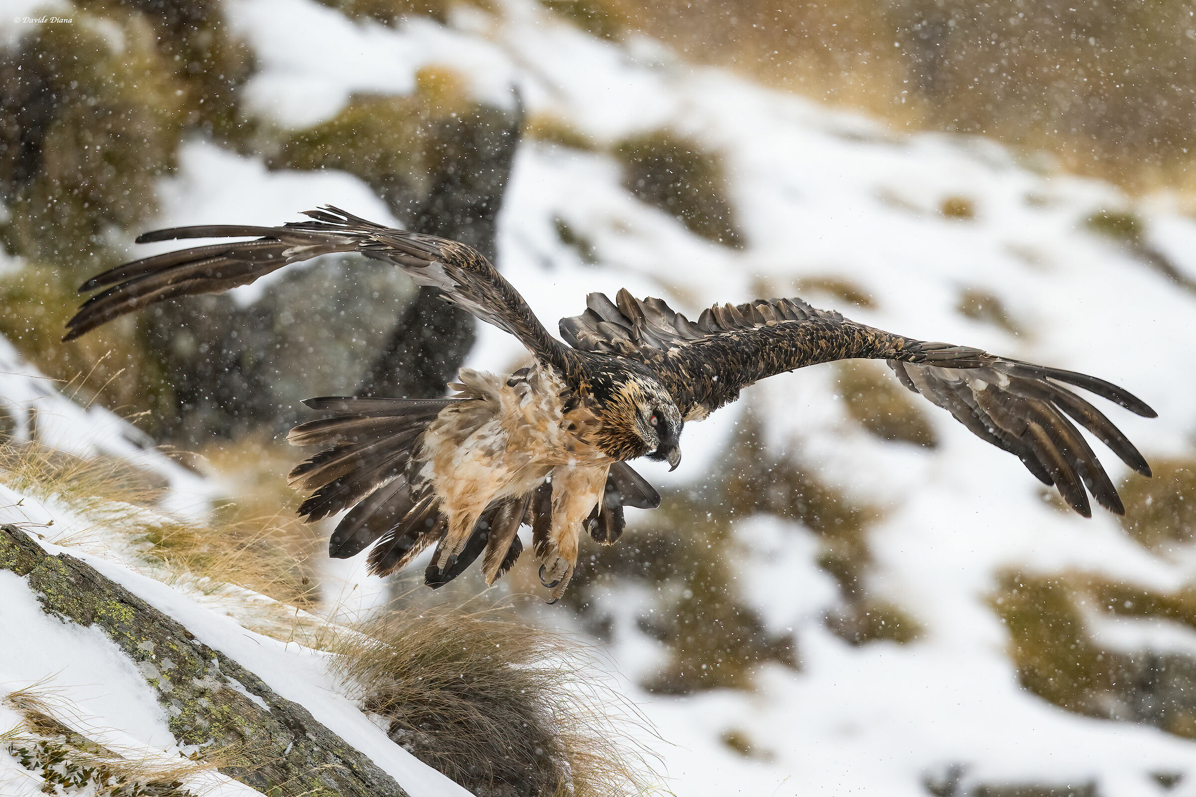 Gypaetus barbatus