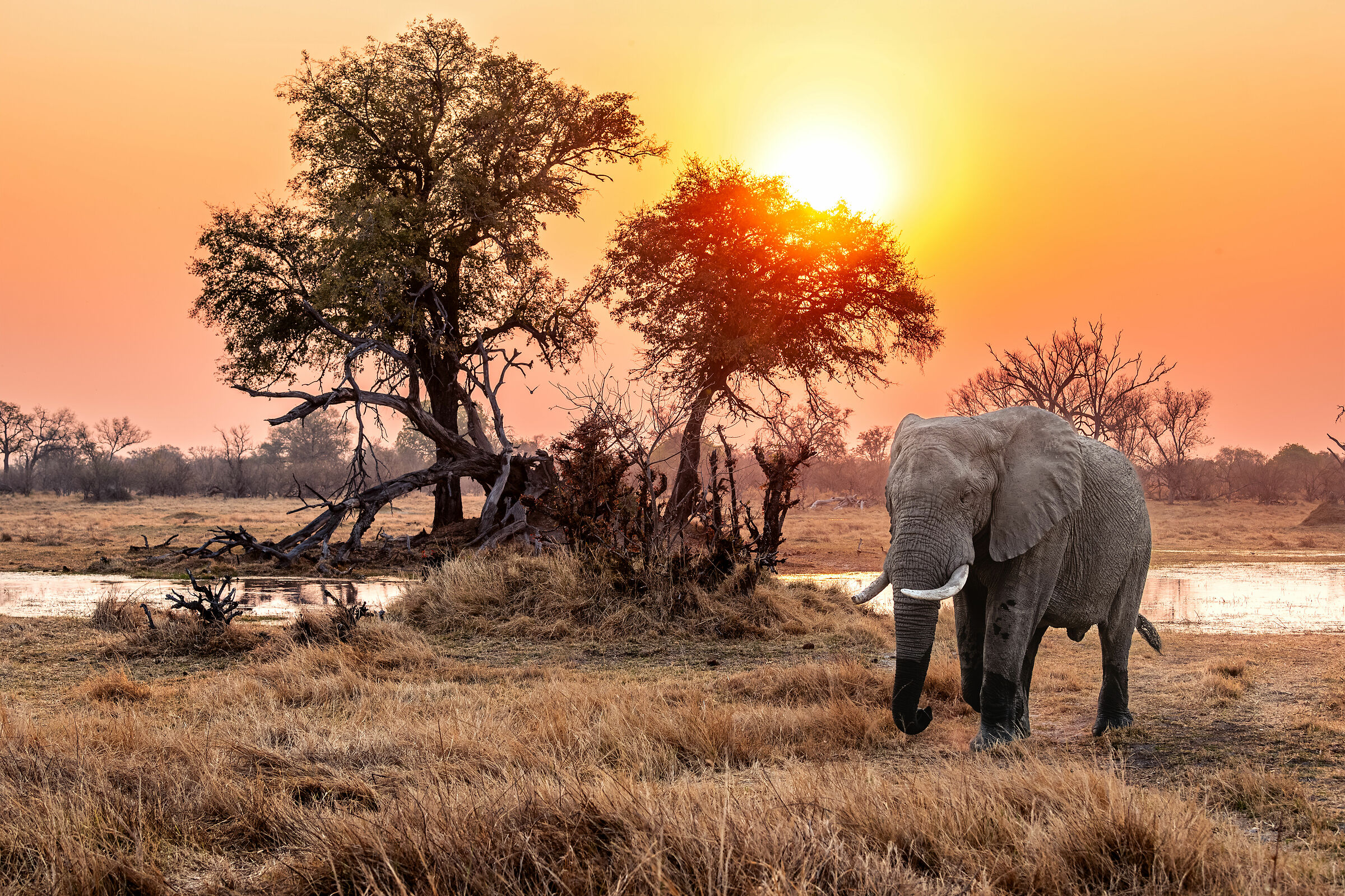 Elefante al tramonto