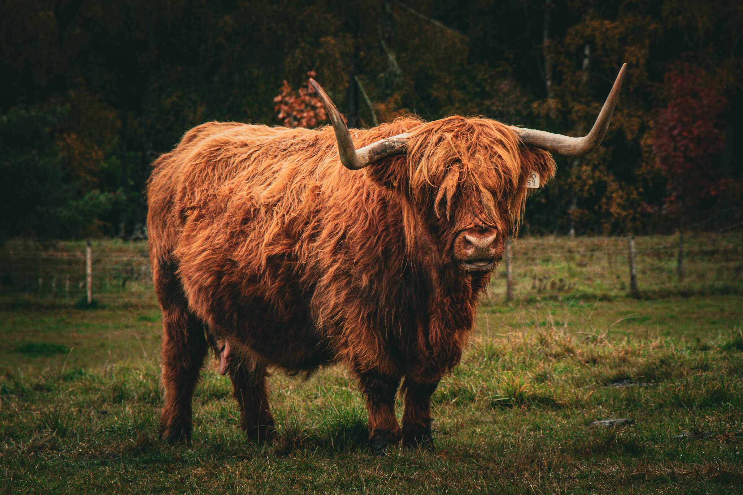 Highland cow