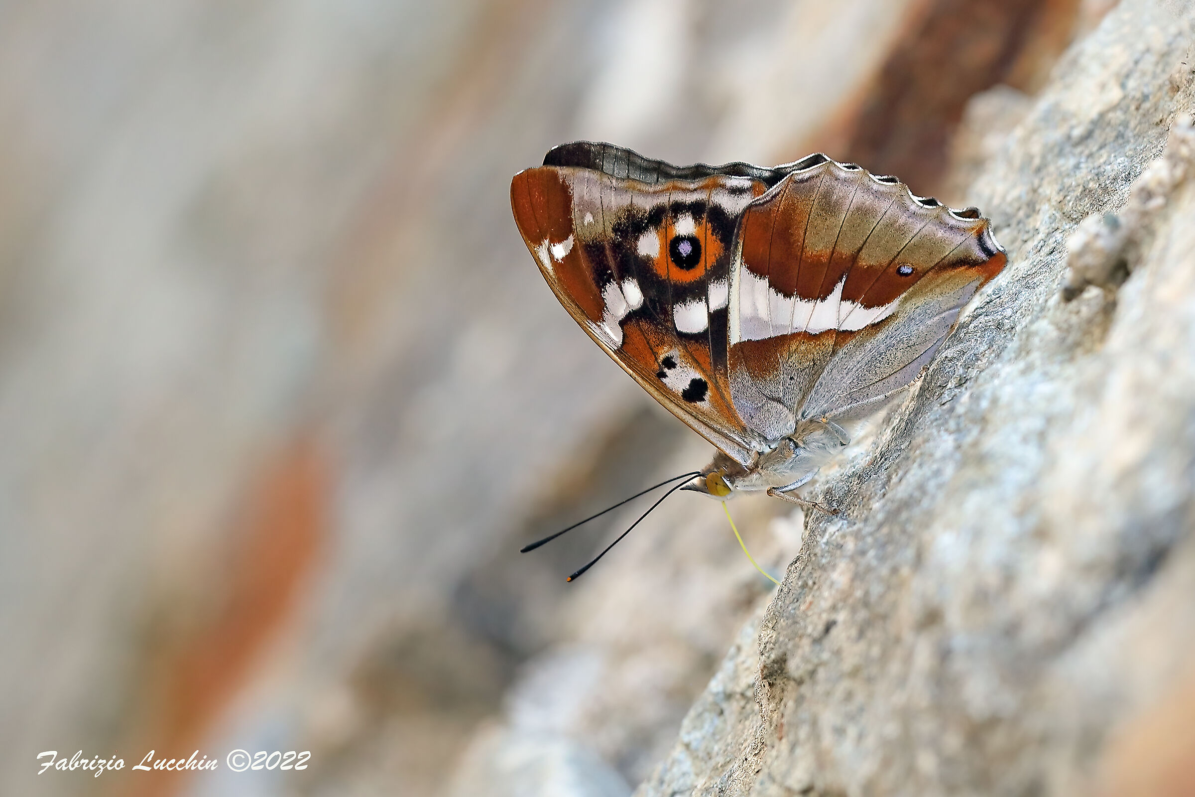Apatura iris (esemplare maschio)