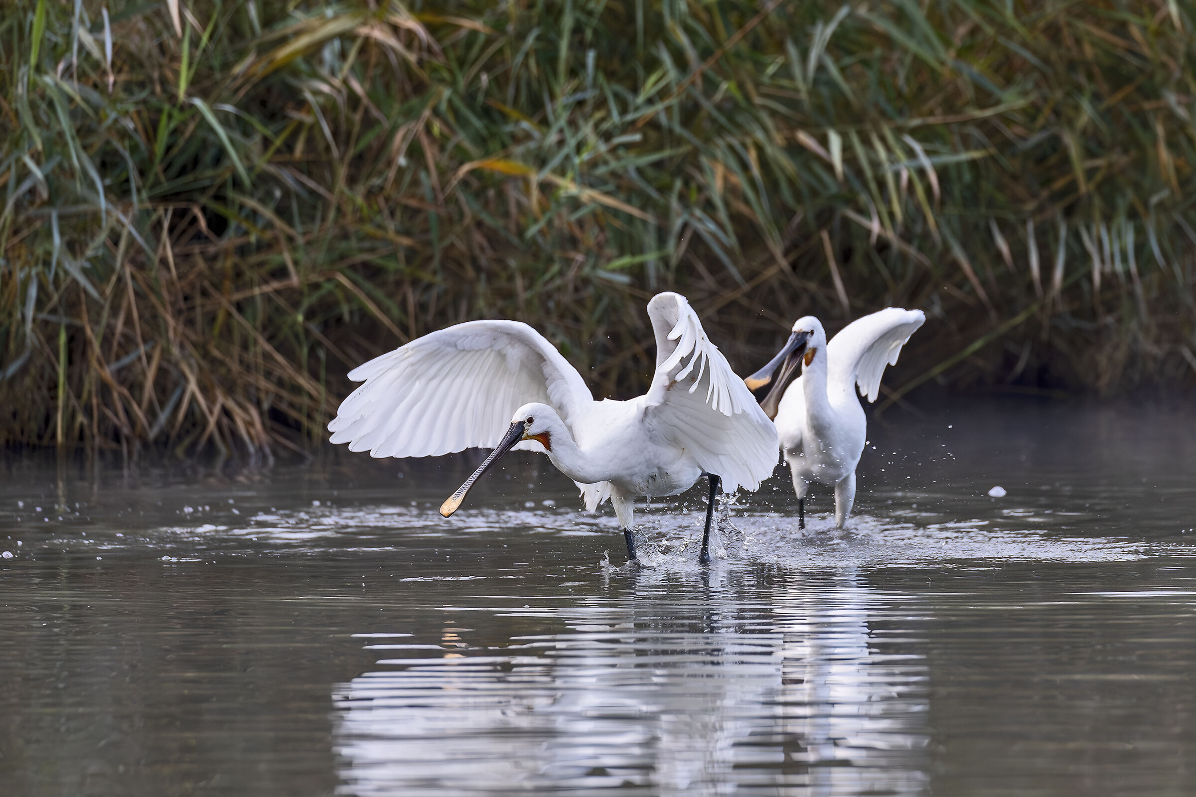 Litigi per zona di Pesca-