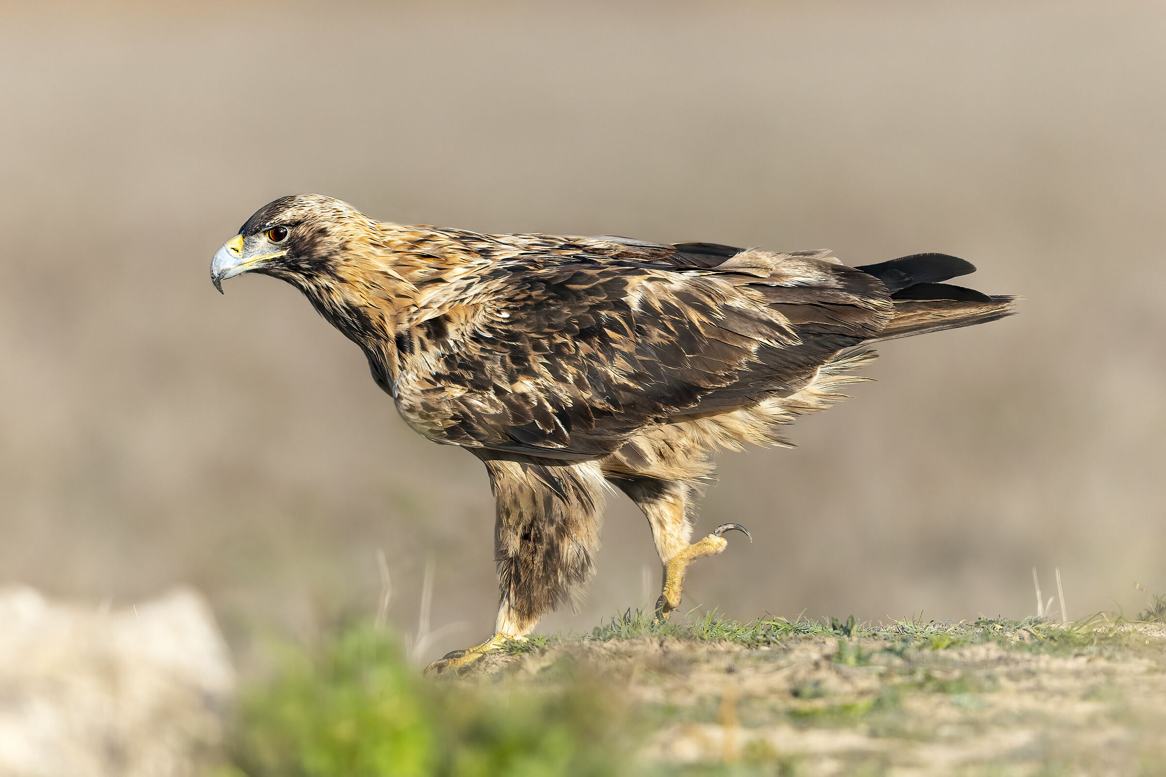 aquila imperiale subadulto