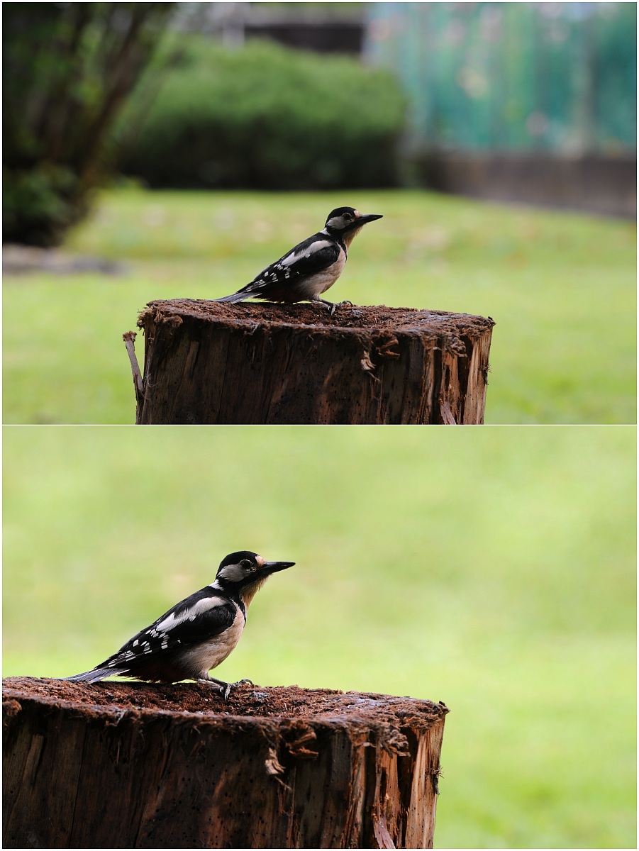 Great Spotted Woodpecker in the garden - before / after