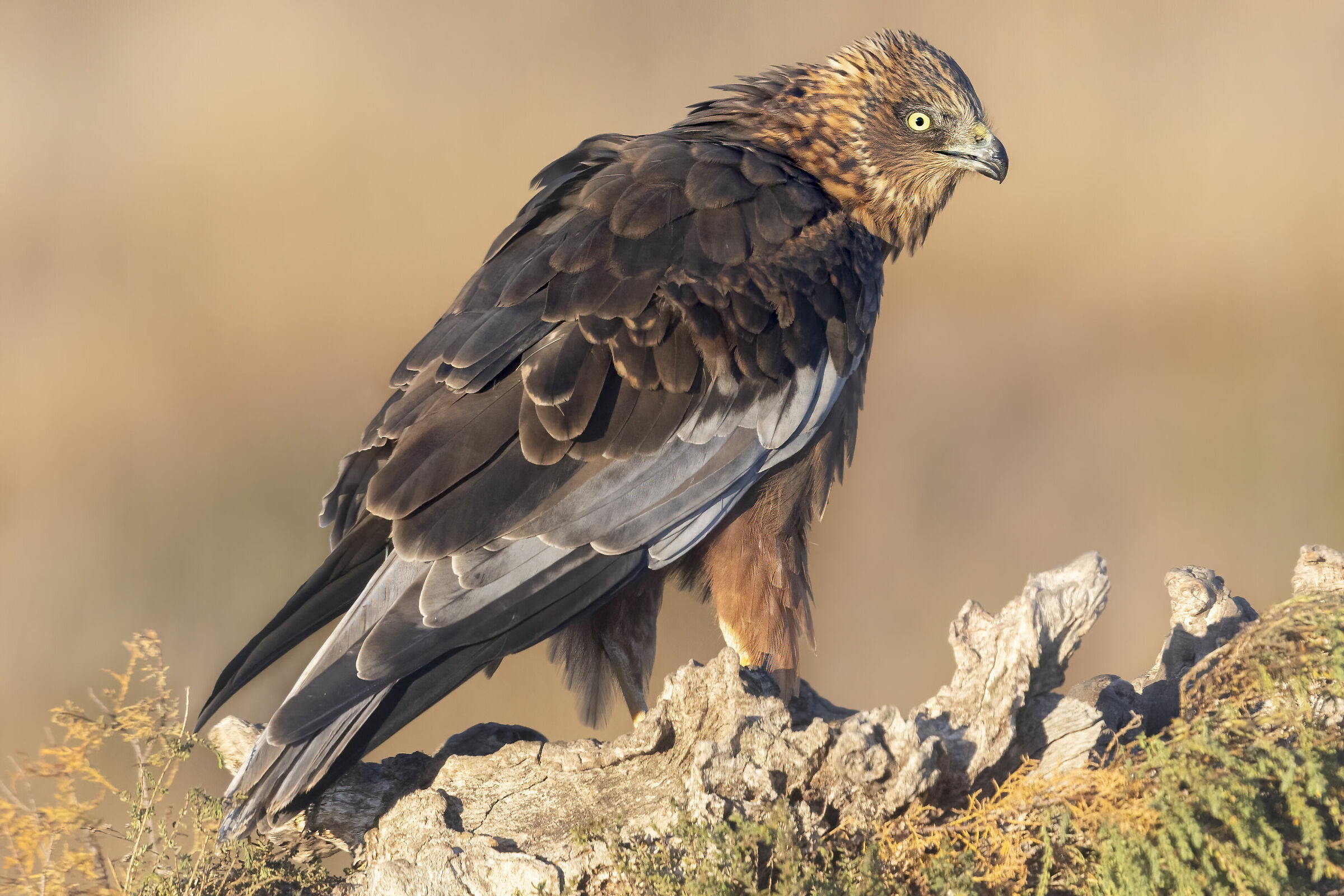 falco di palude maschio