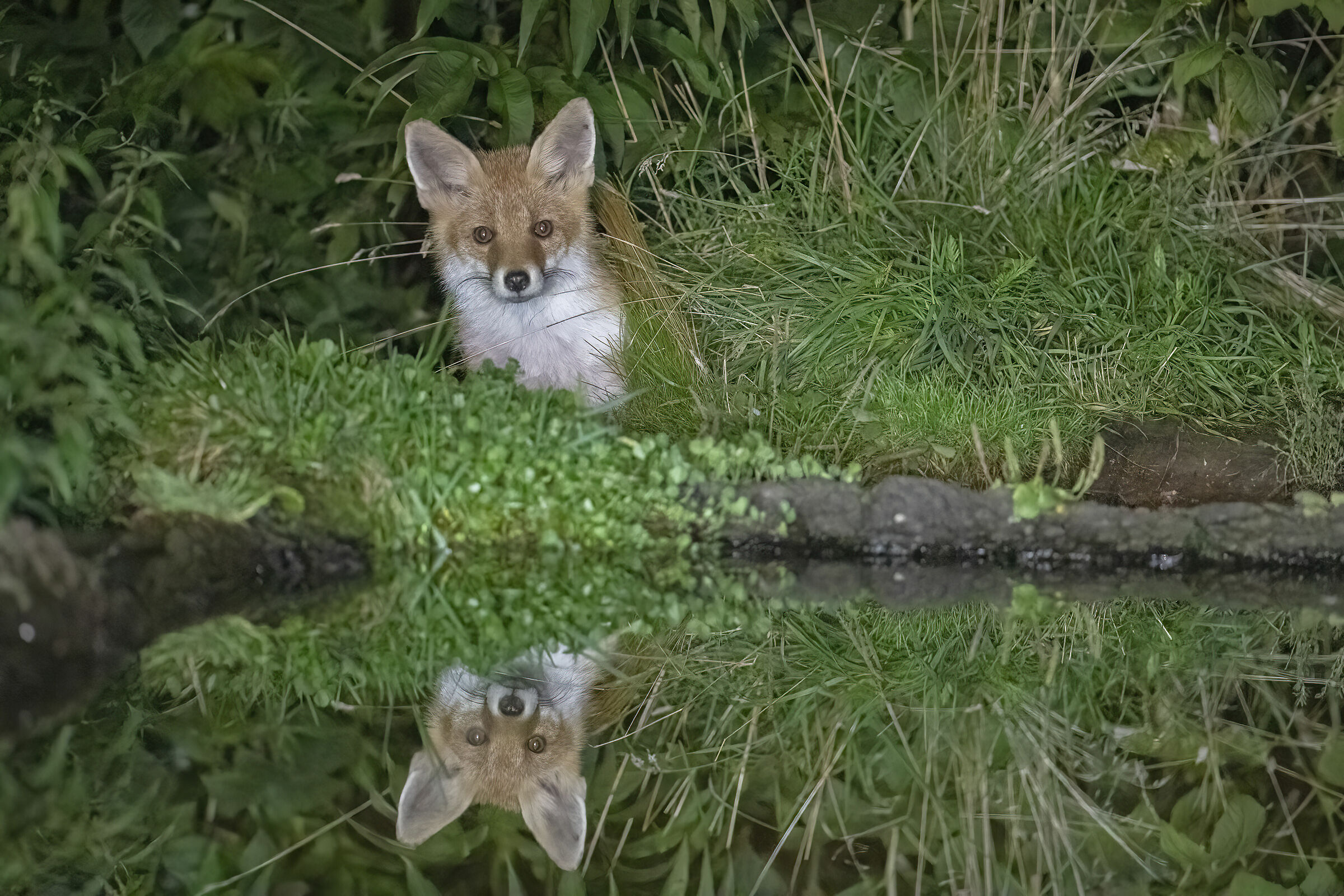 volpe con riflesso malga natura