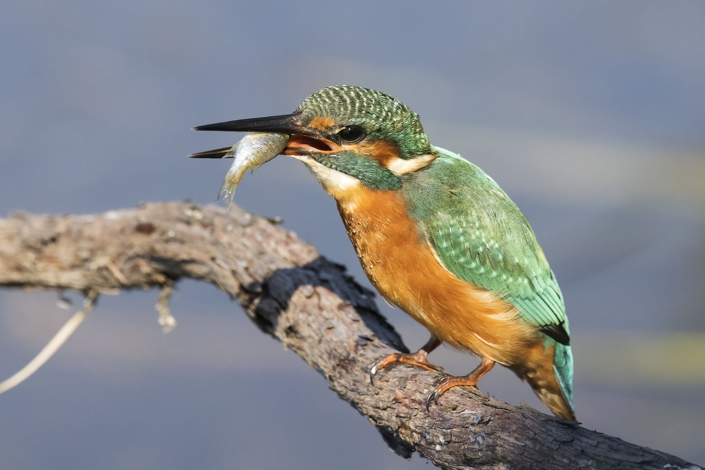Kingfisher