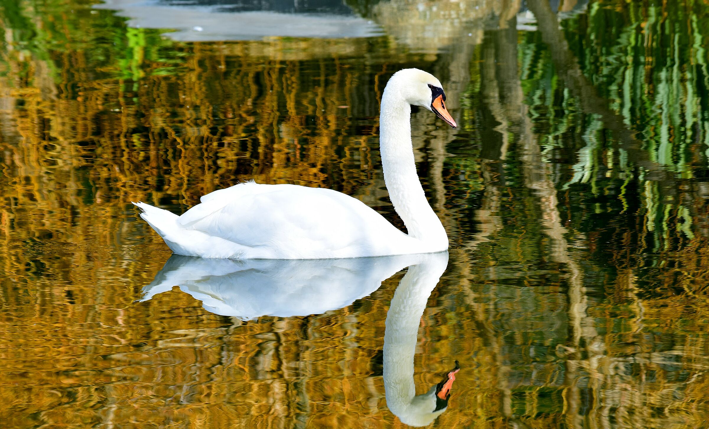 Specchiarsi come Narciso