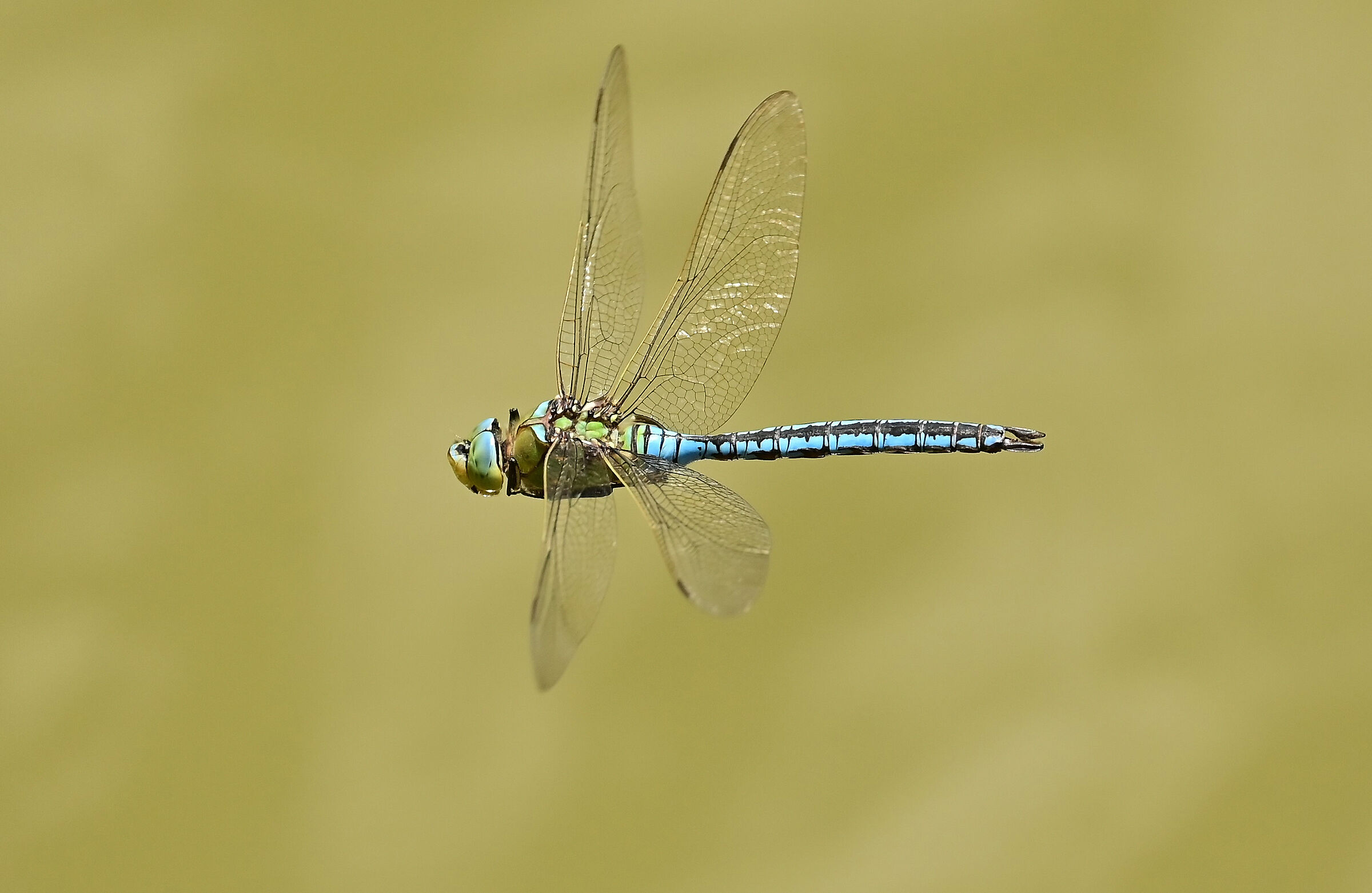 Leggiadro come una libellula