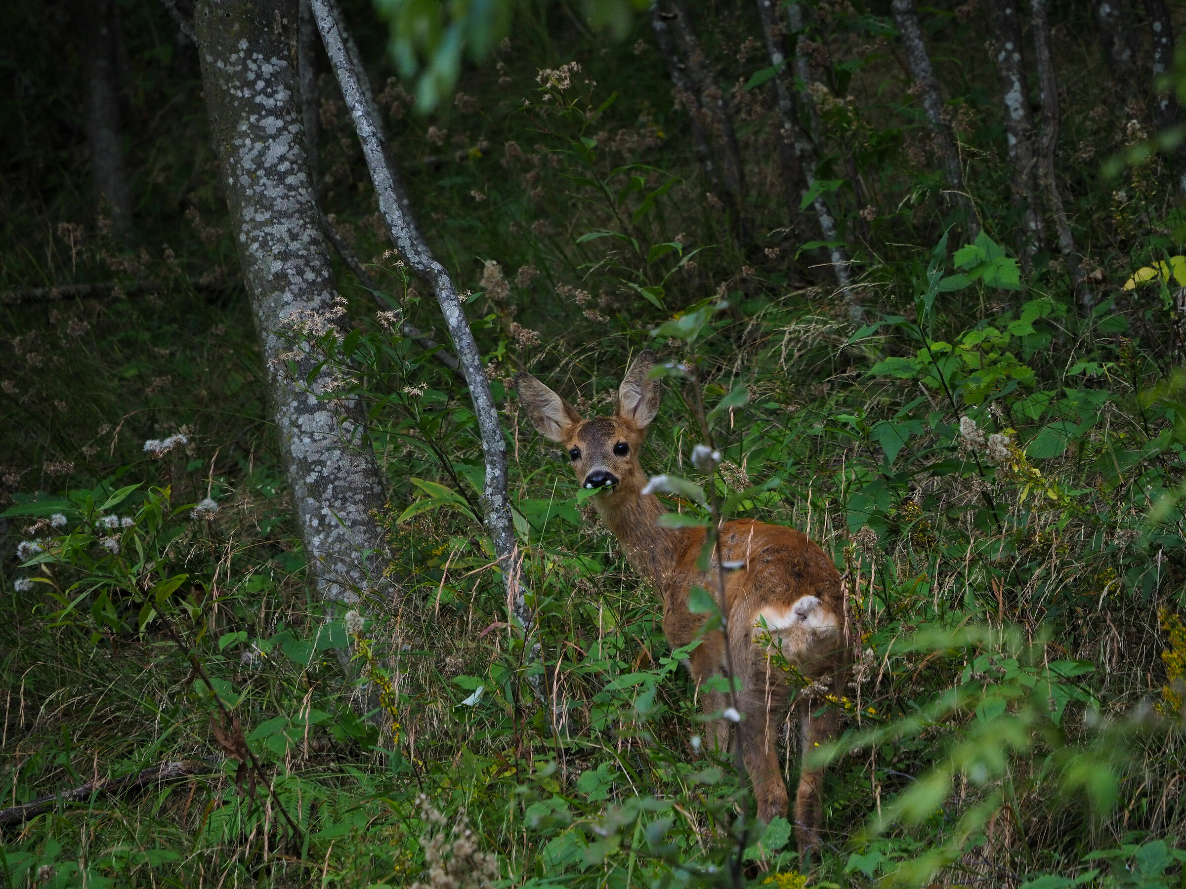 Roe deer