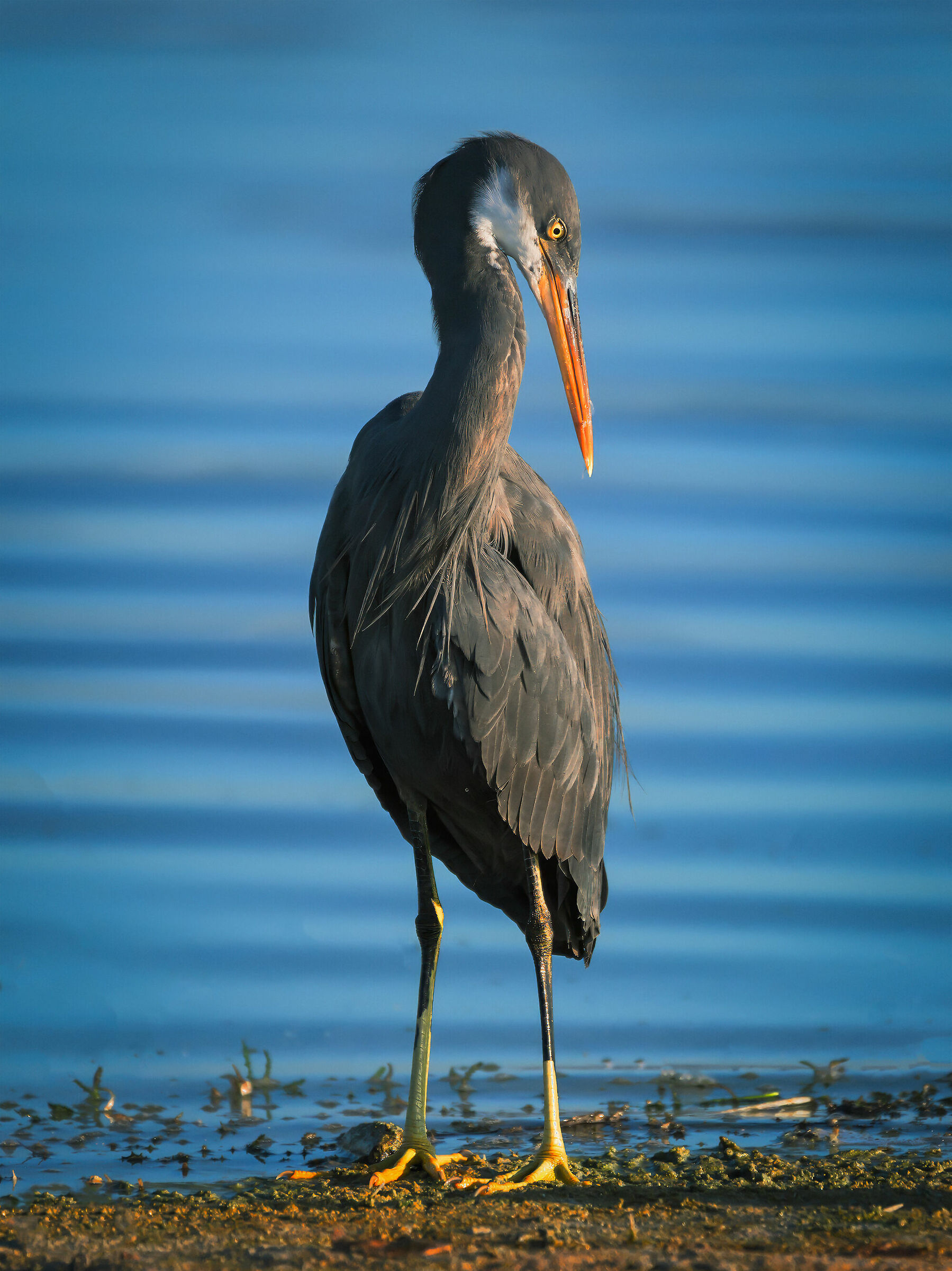 Egretta gularis