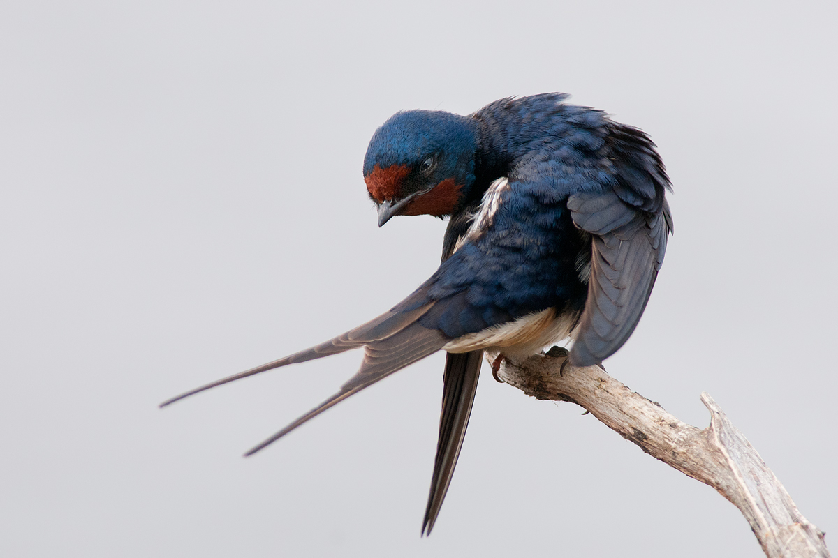Rondine: cura del piumaggio dopo la pioggia