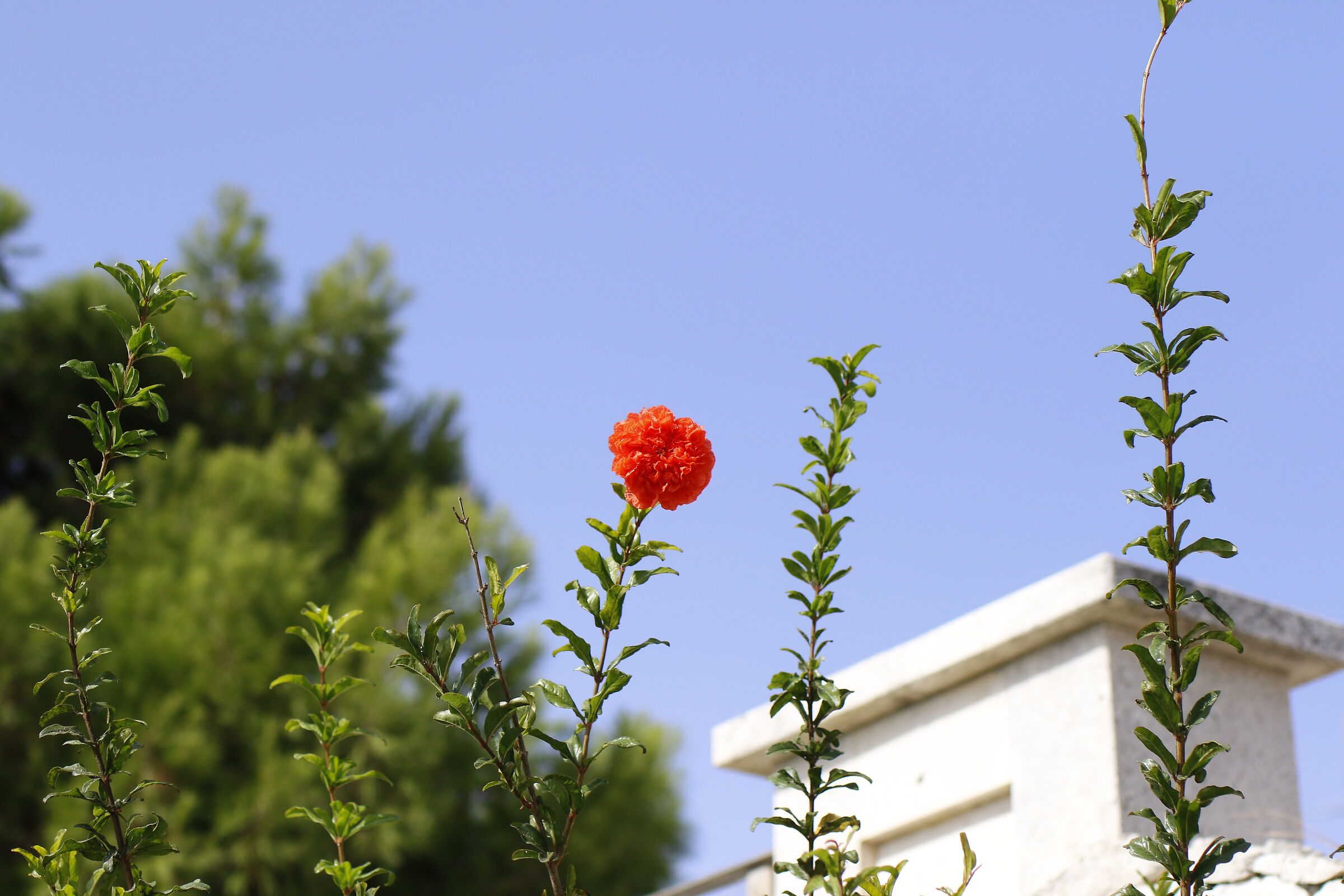 " 1/8 Mila ", Milvus Zeiss 50, 1.4 - Canon 7 D II