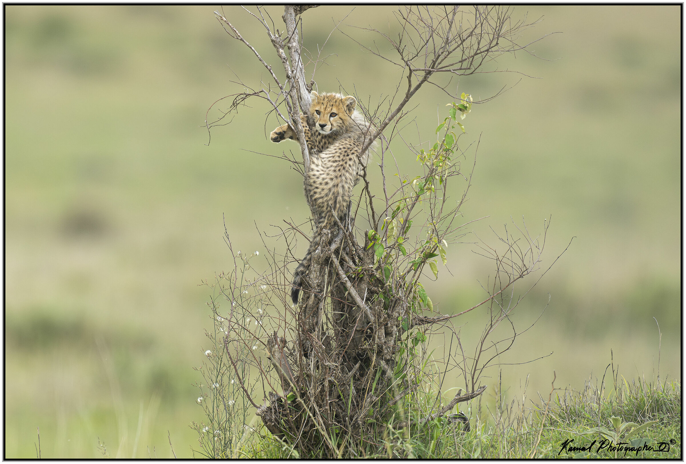 Ghepardo (Acinonyx jubatus)