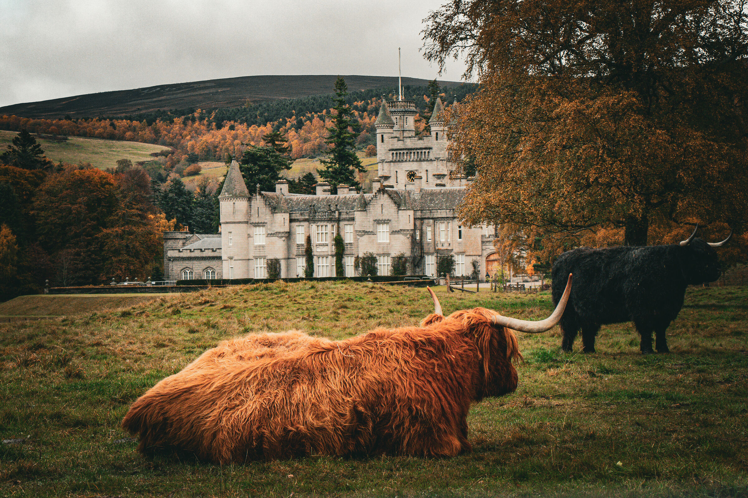 Highland cattle della famiglia reale