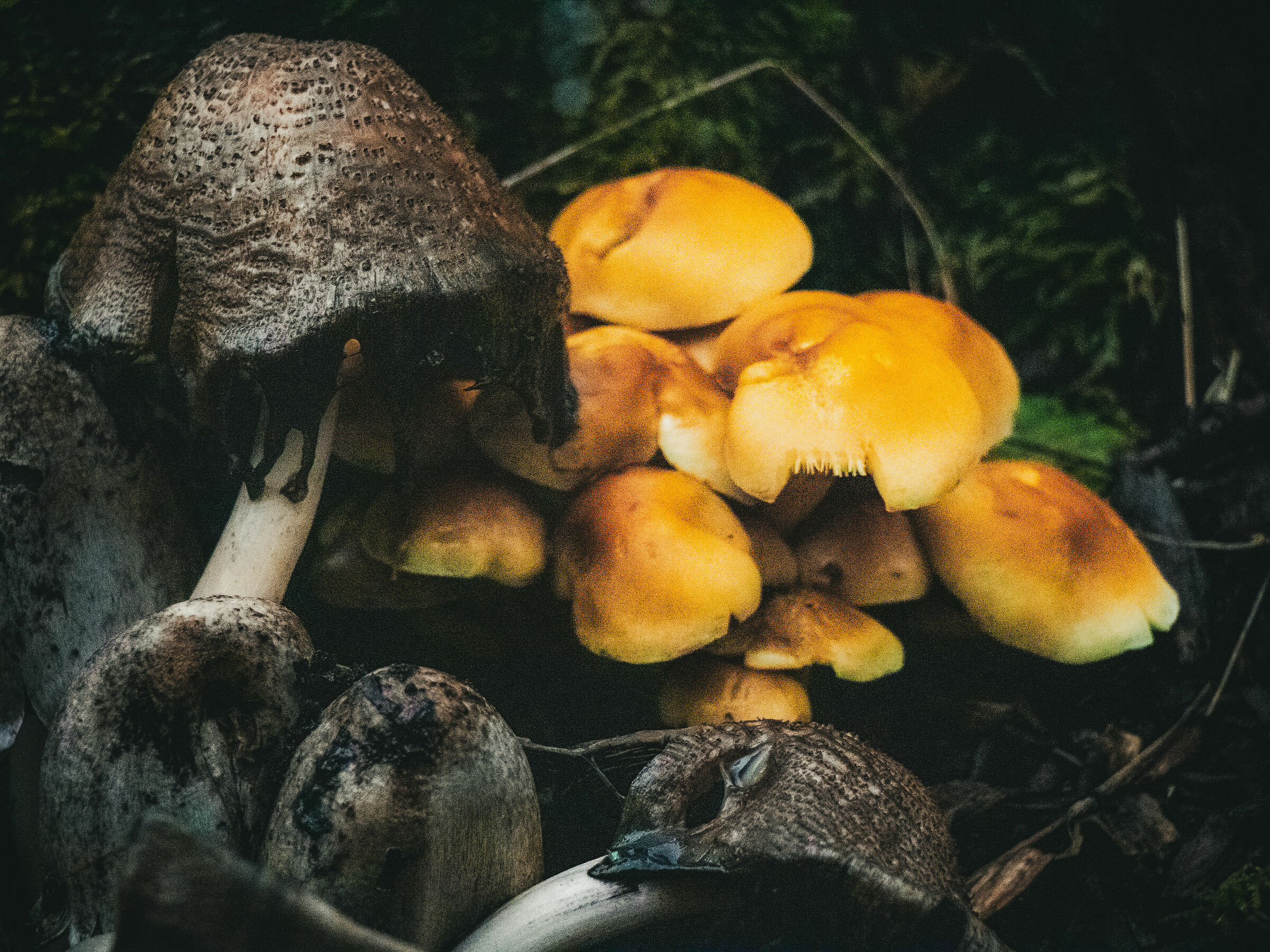 Funghi al parco di Edimburgo