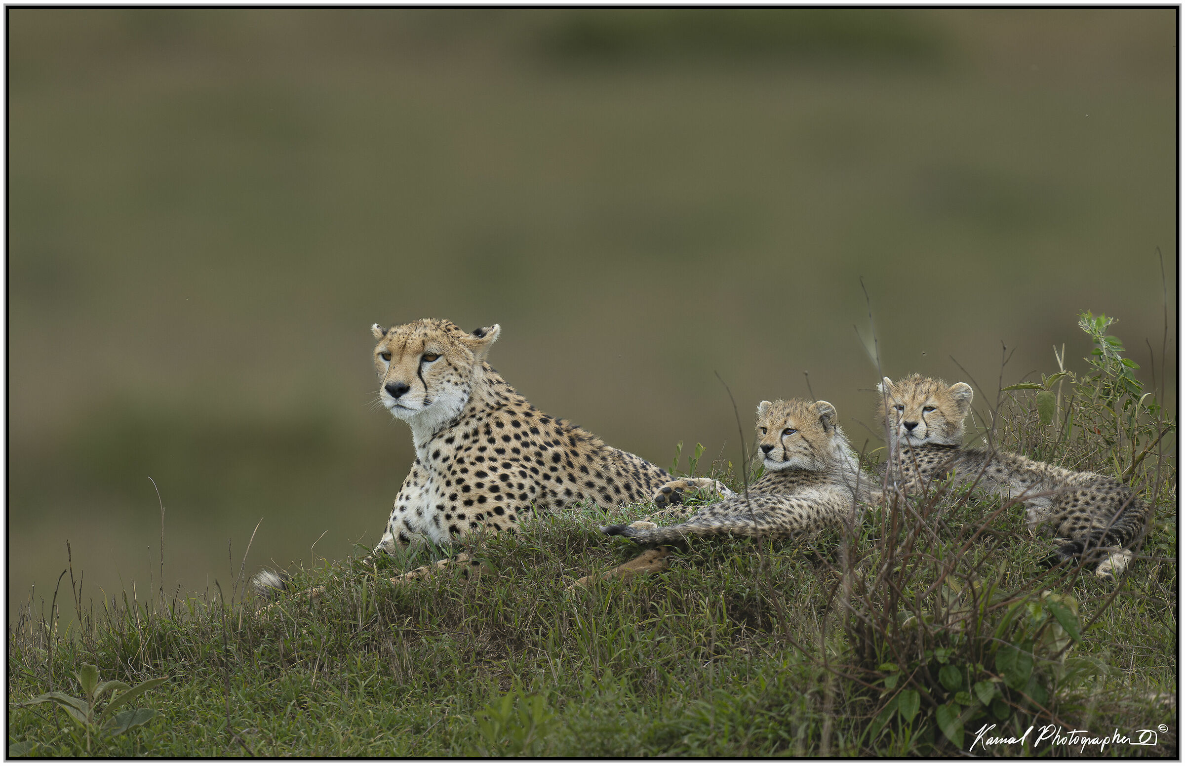 Ghepardo (Acinonyx jubatus)