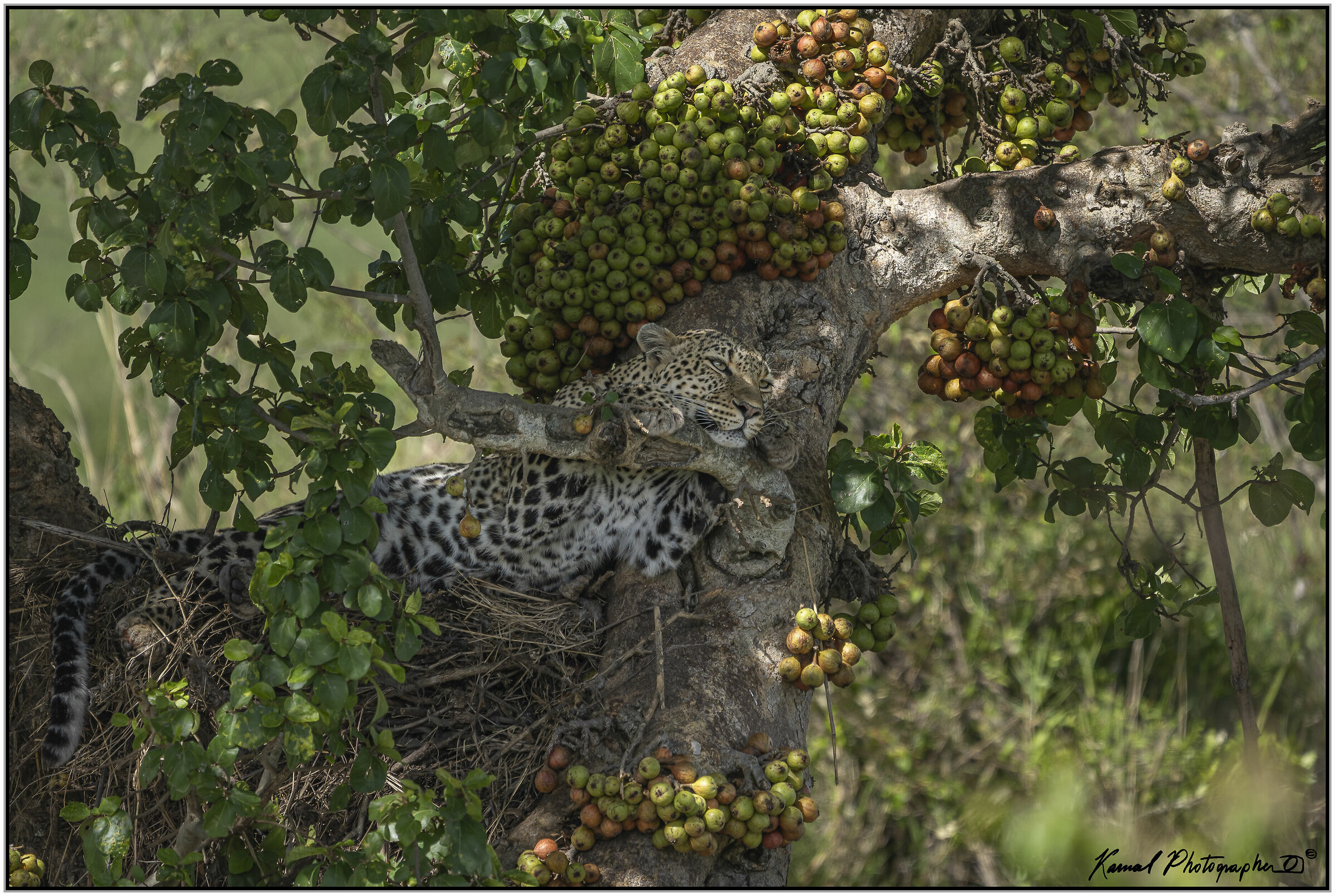 Leopardo(Panthera pardus)