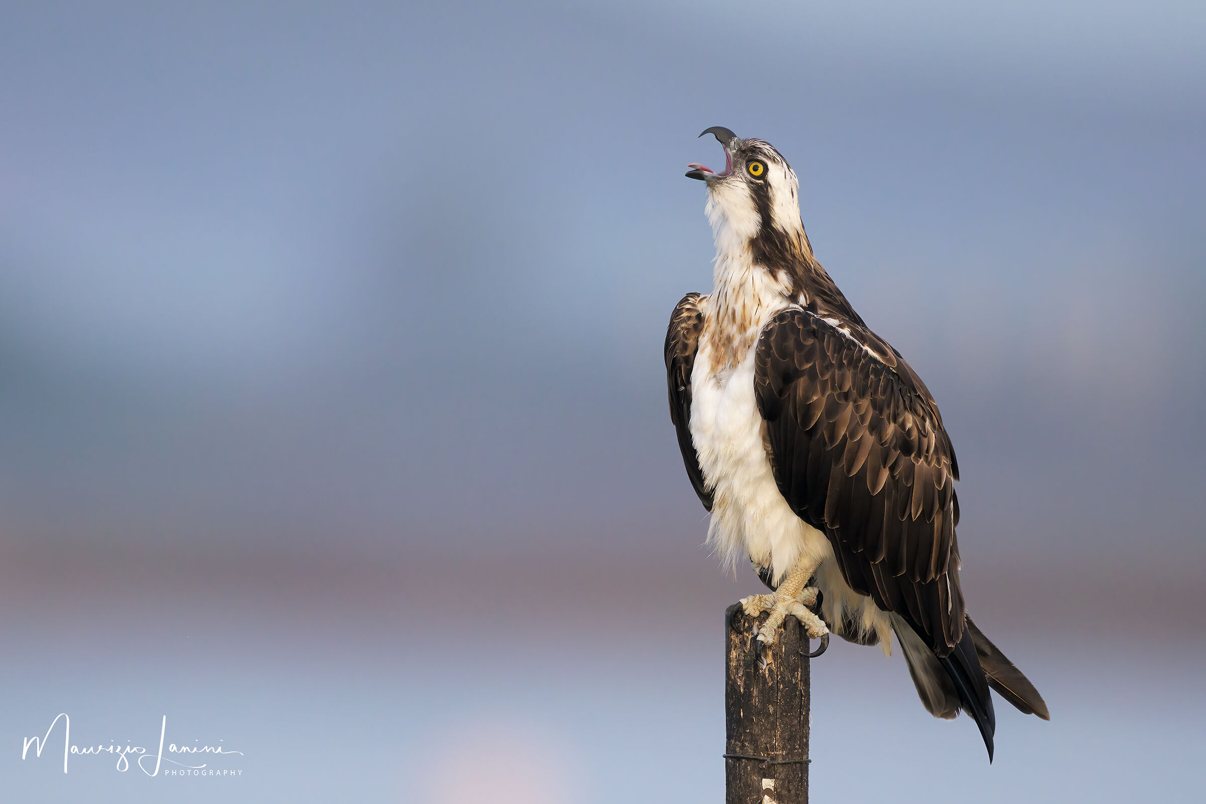 Questo paletto è il mio!!!