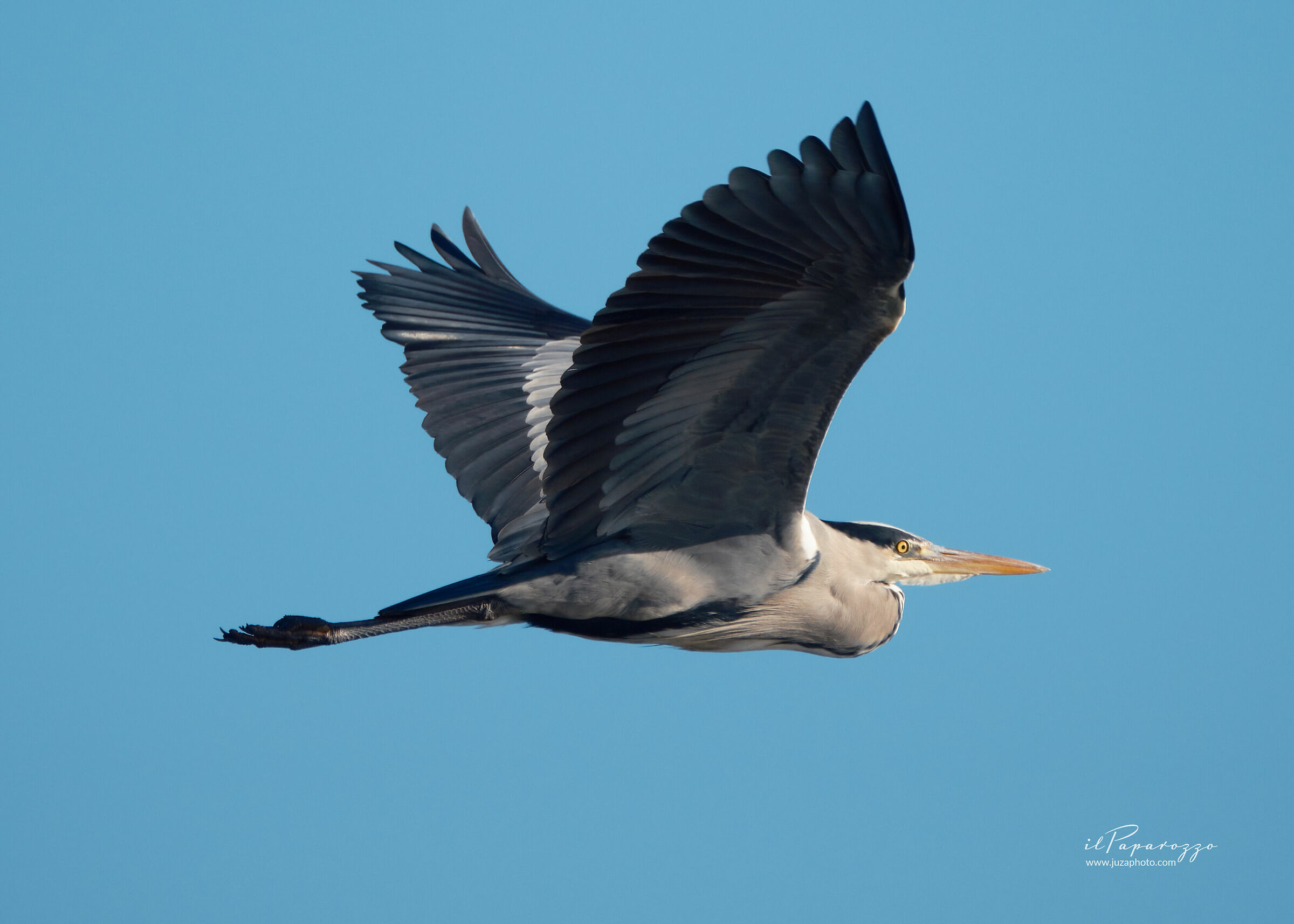 Grey heron