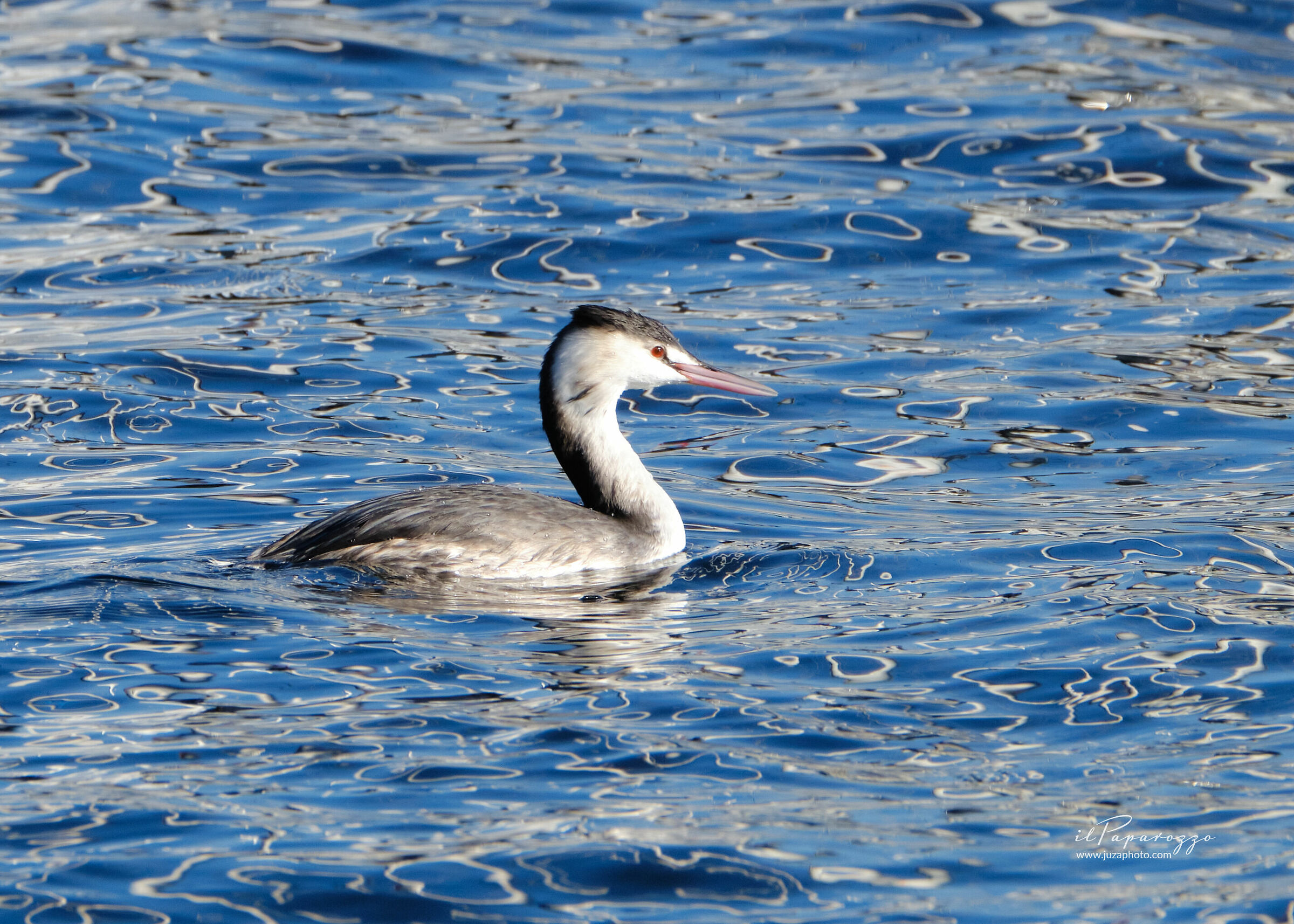 Great crested grebe