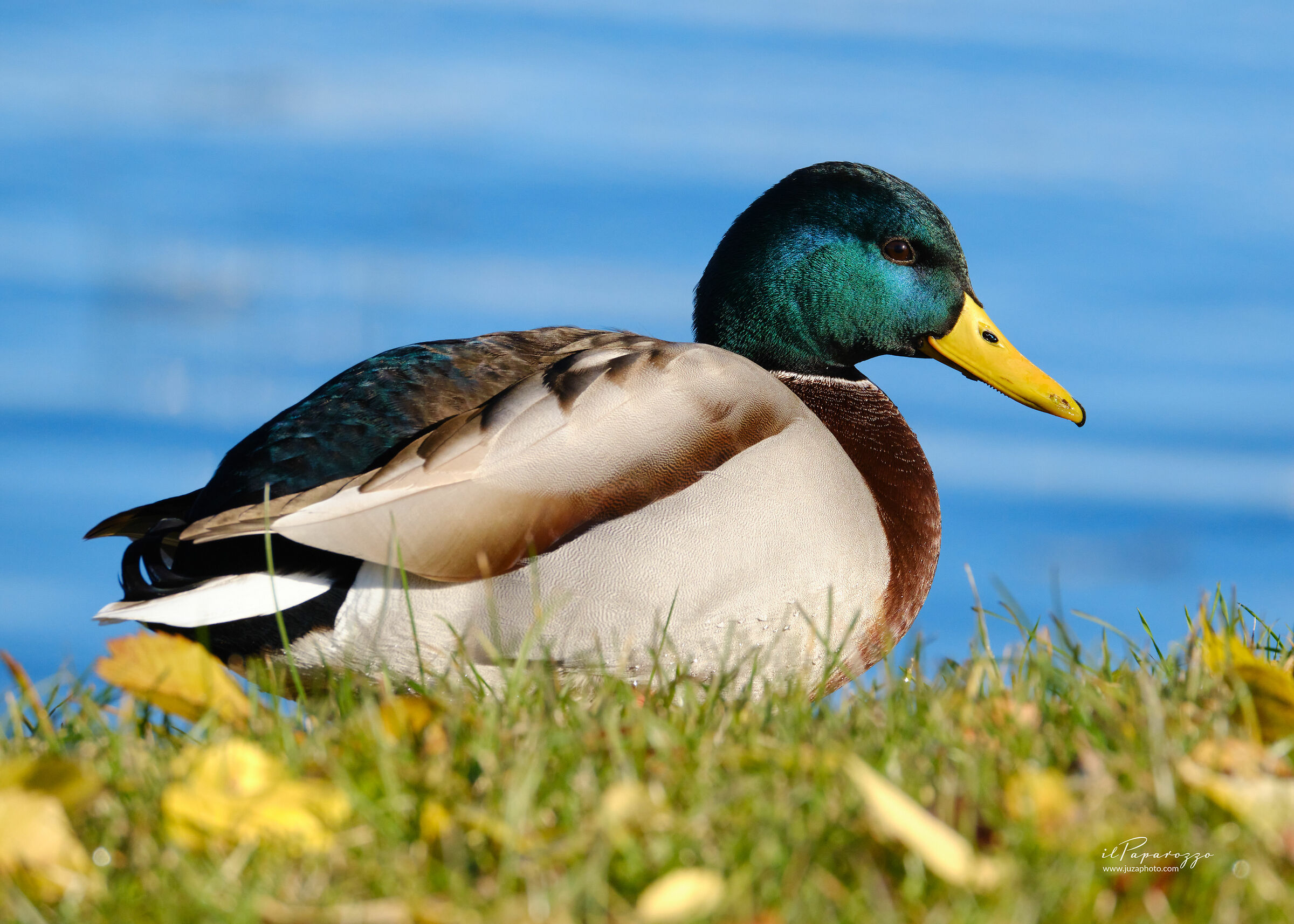 Mallard