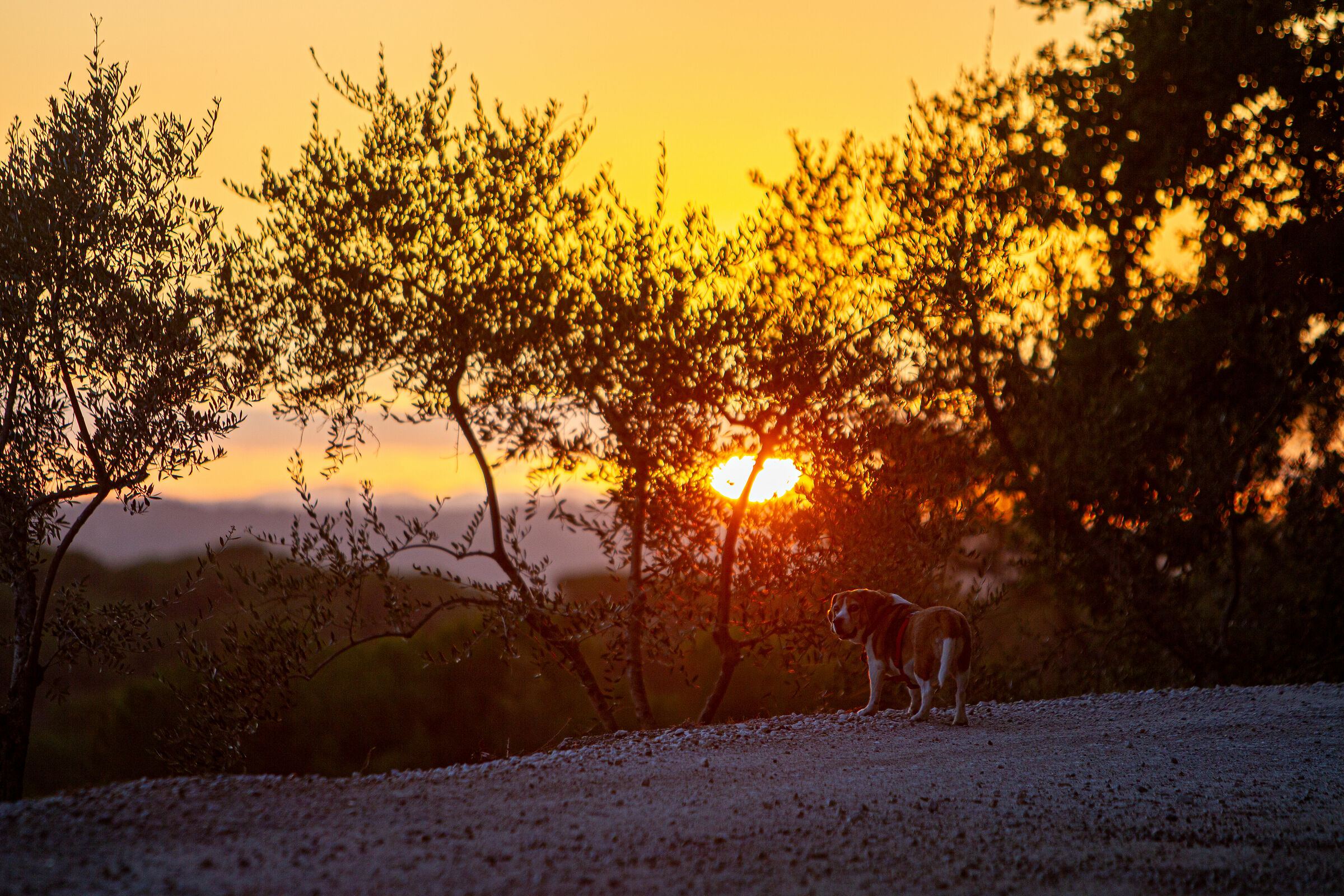 In campagna, al tramonto