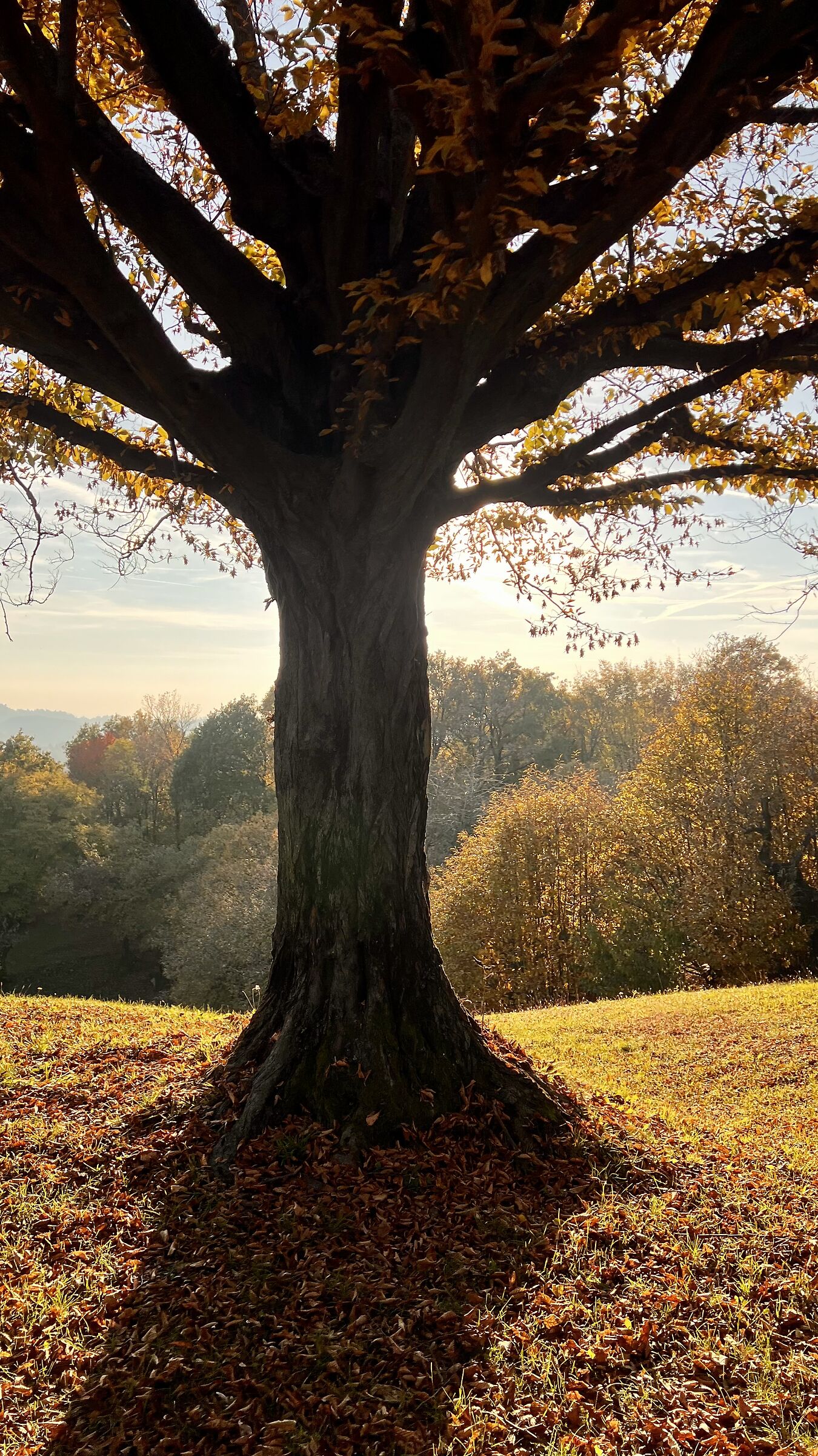 I colori dell'autunno