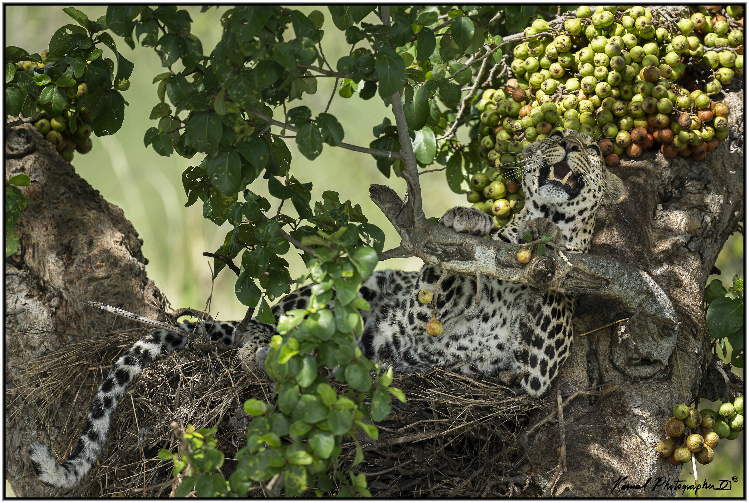 Leopardo(Panthera pardus)