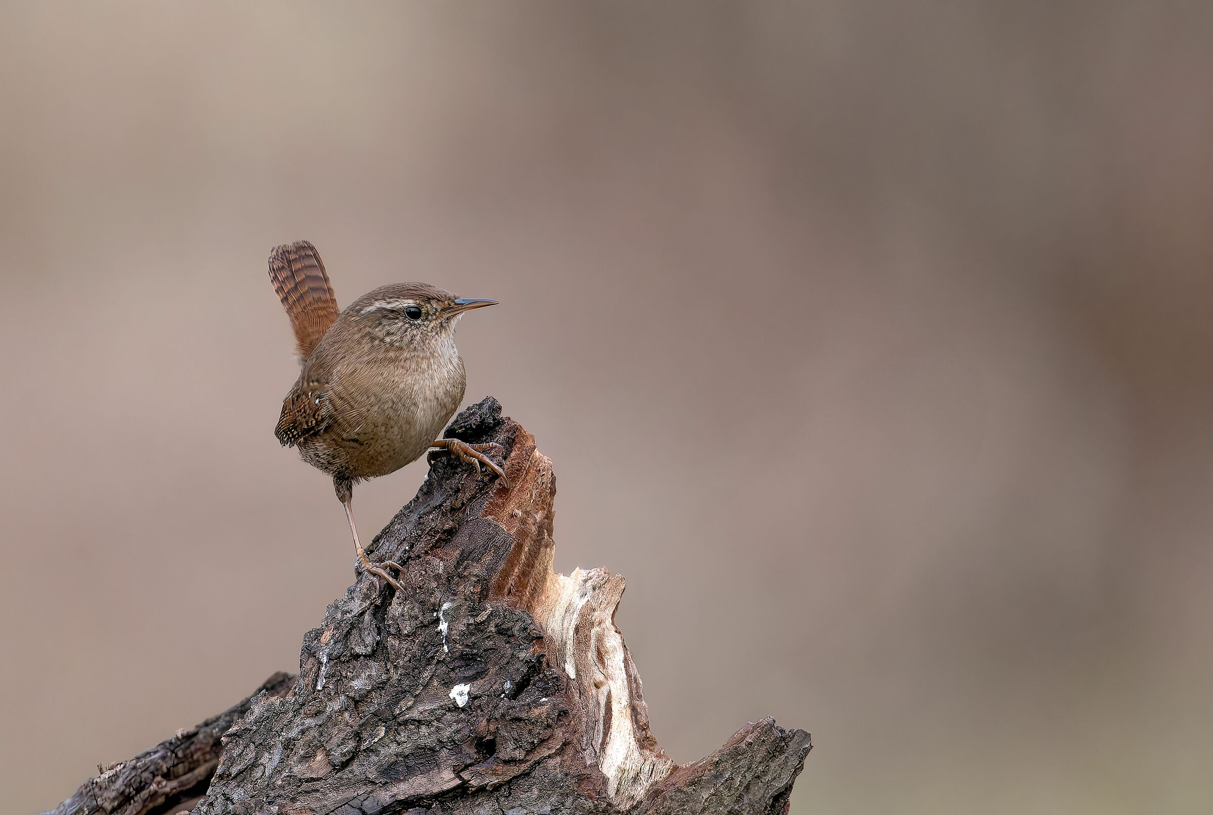#capannocora Sricciolo
