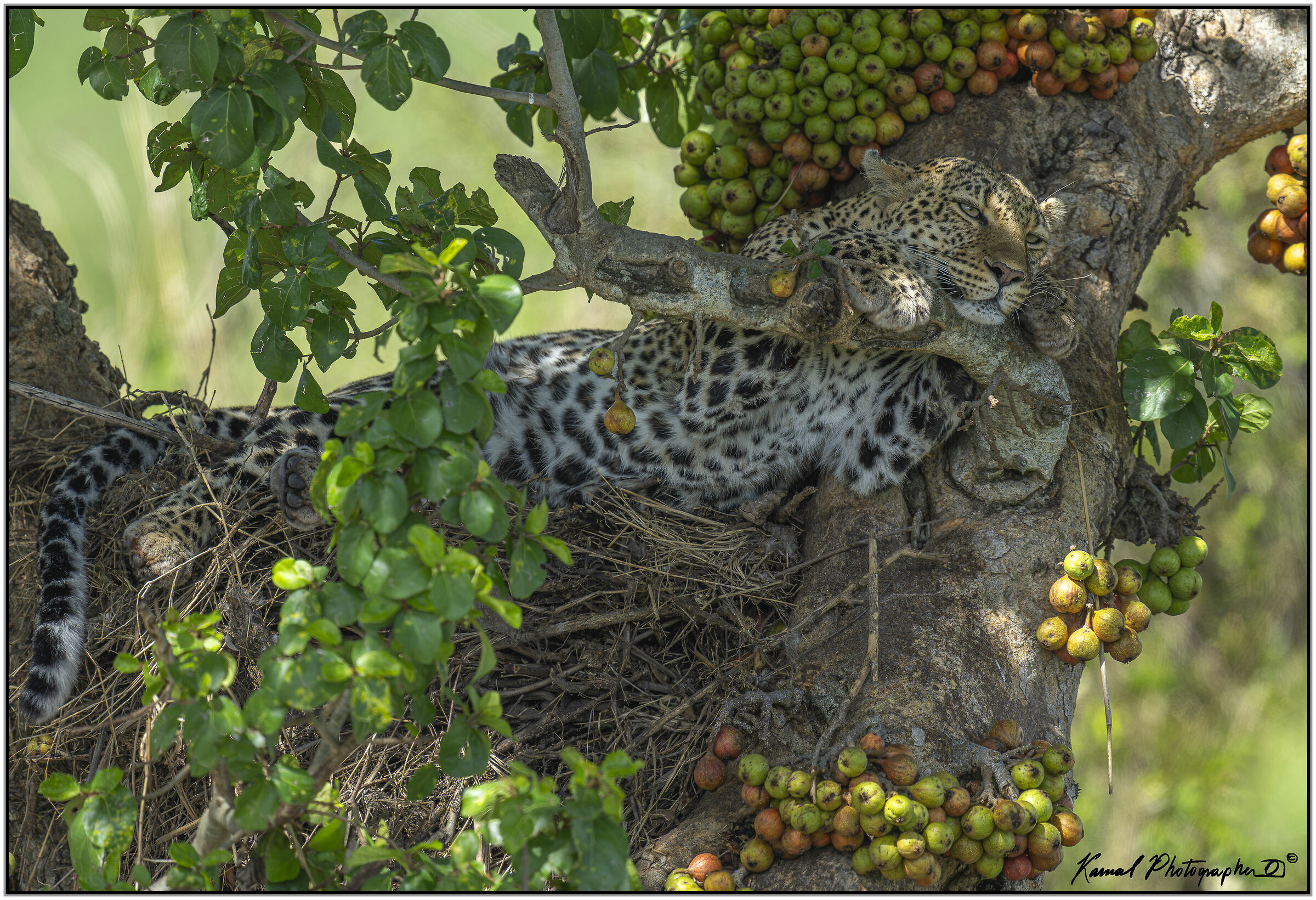 Leopardo(Panthera pardus)