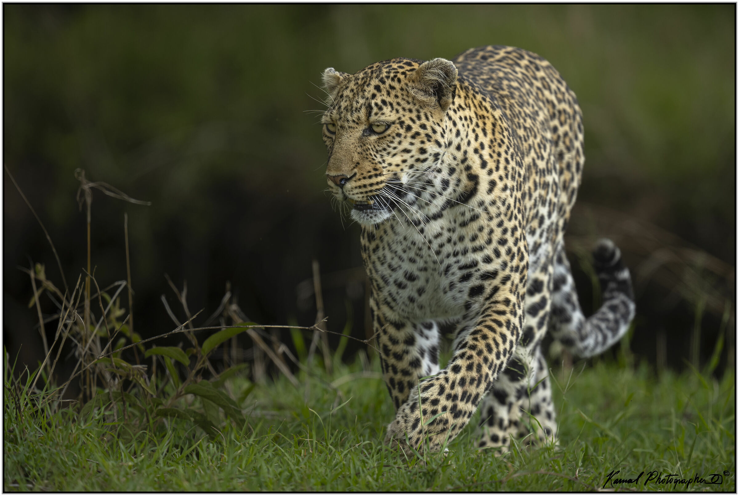 Leopardo(Panthera pardus)