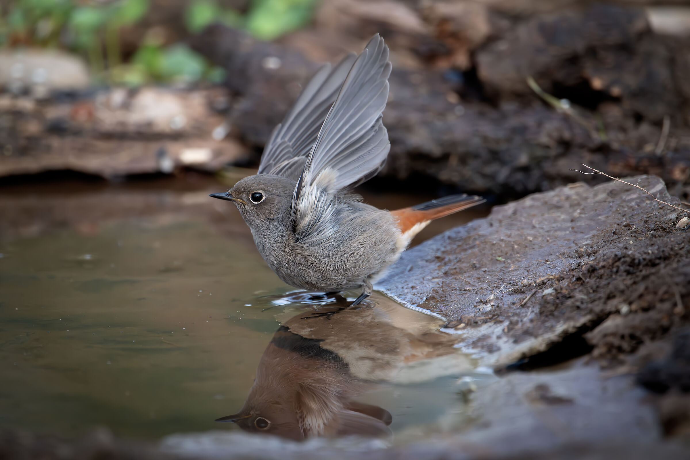 Redstart #capannocora