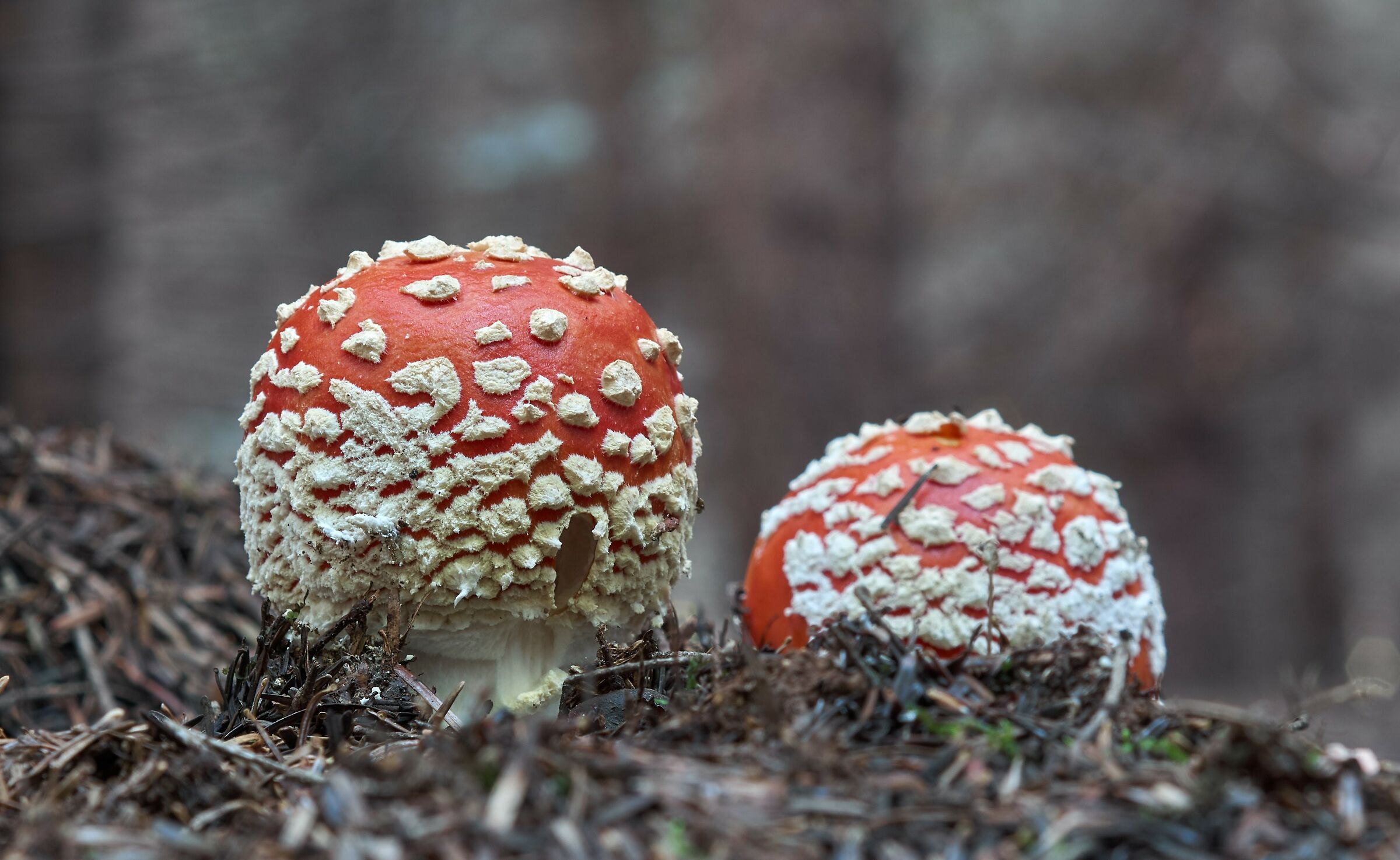 Un tocco di colore nel sottobosco