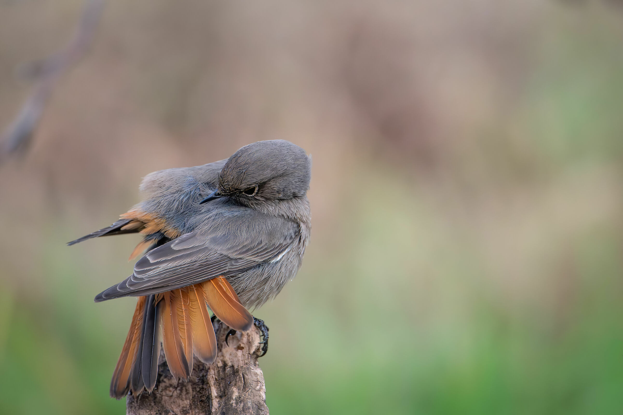 Redstart #capanocora