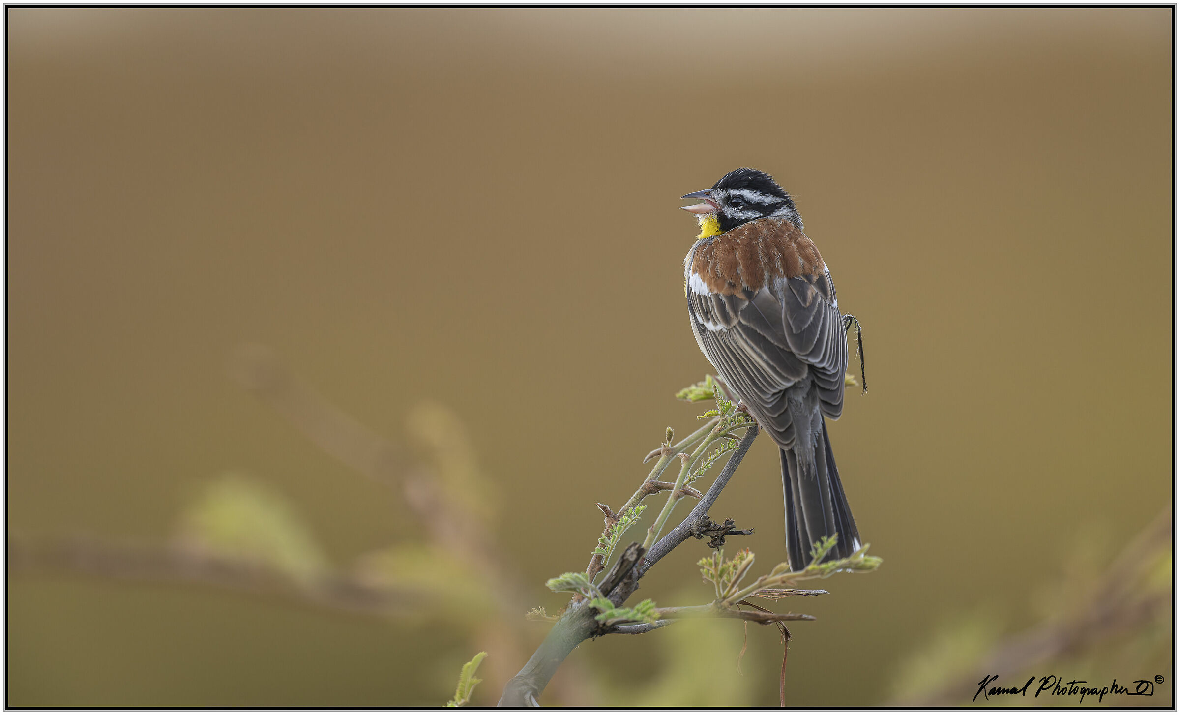 Bunting dal petto d'oro (Emberiza flaviventris)