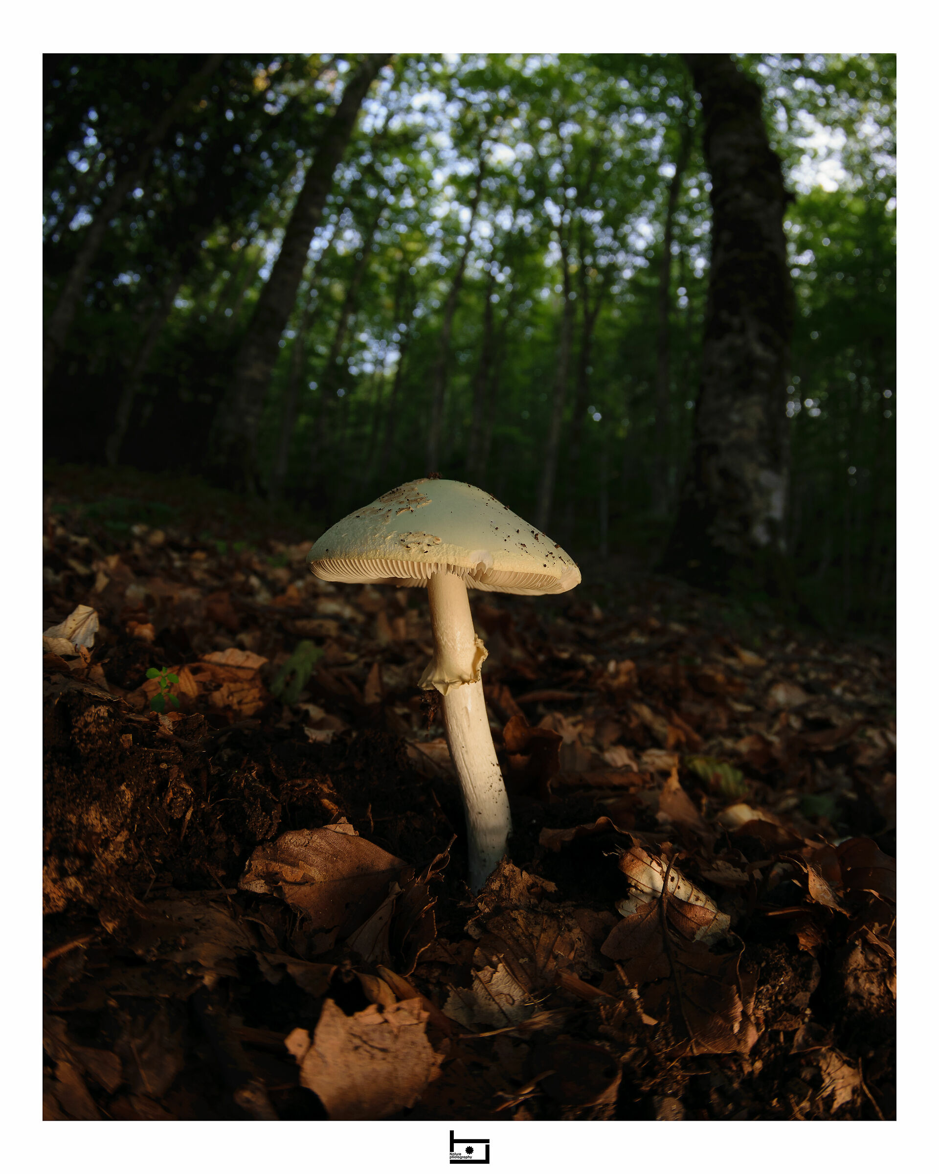 Immersi nel bosco - 5