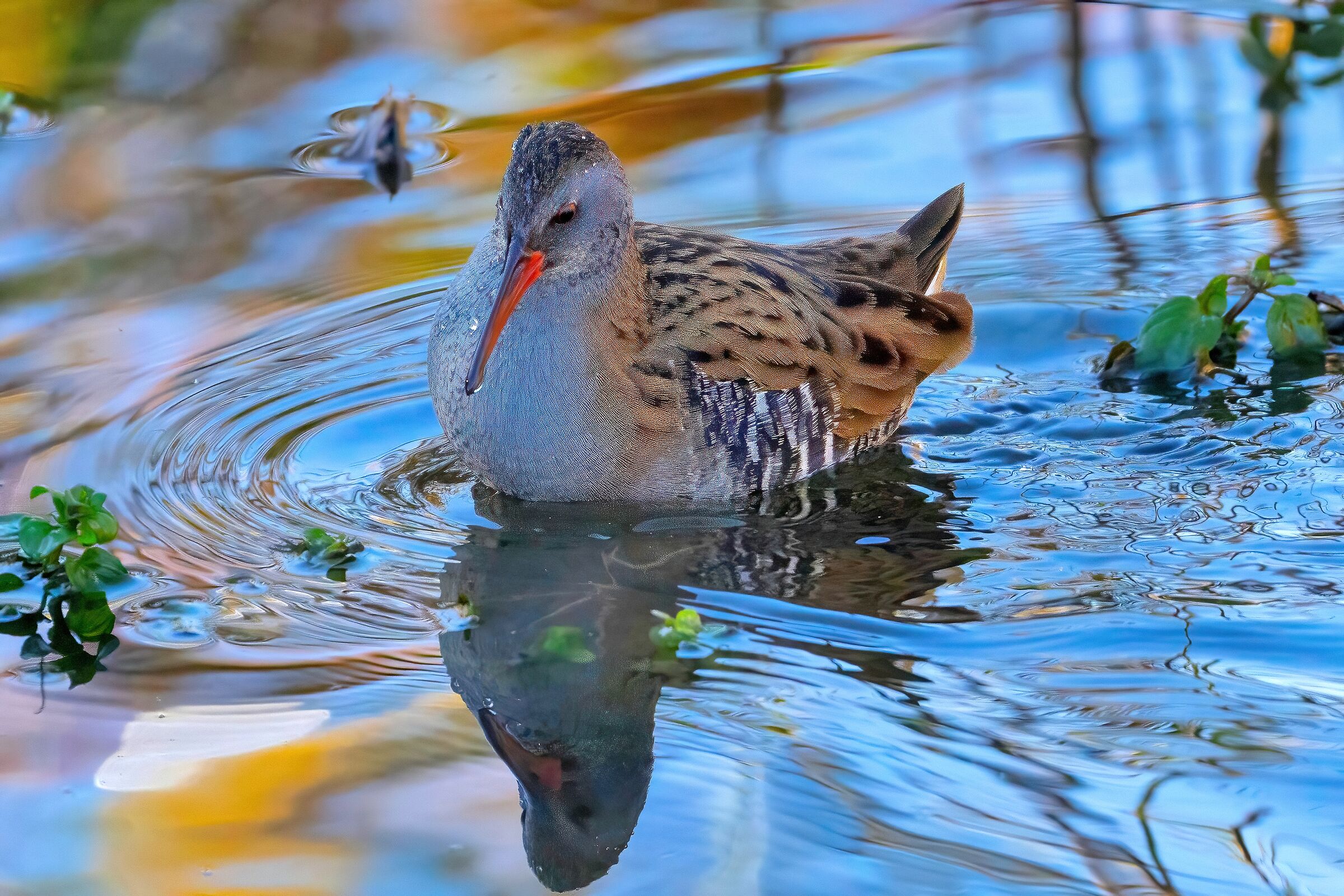 Porciglione (Rallus aquaticus)