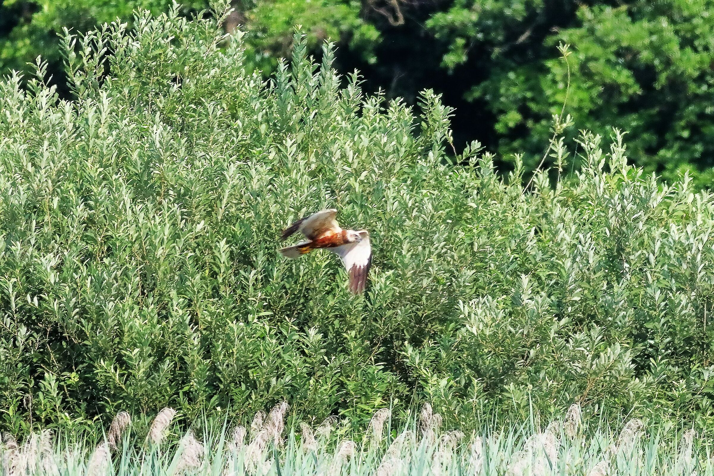 Marsh Harrier 29-06-2023