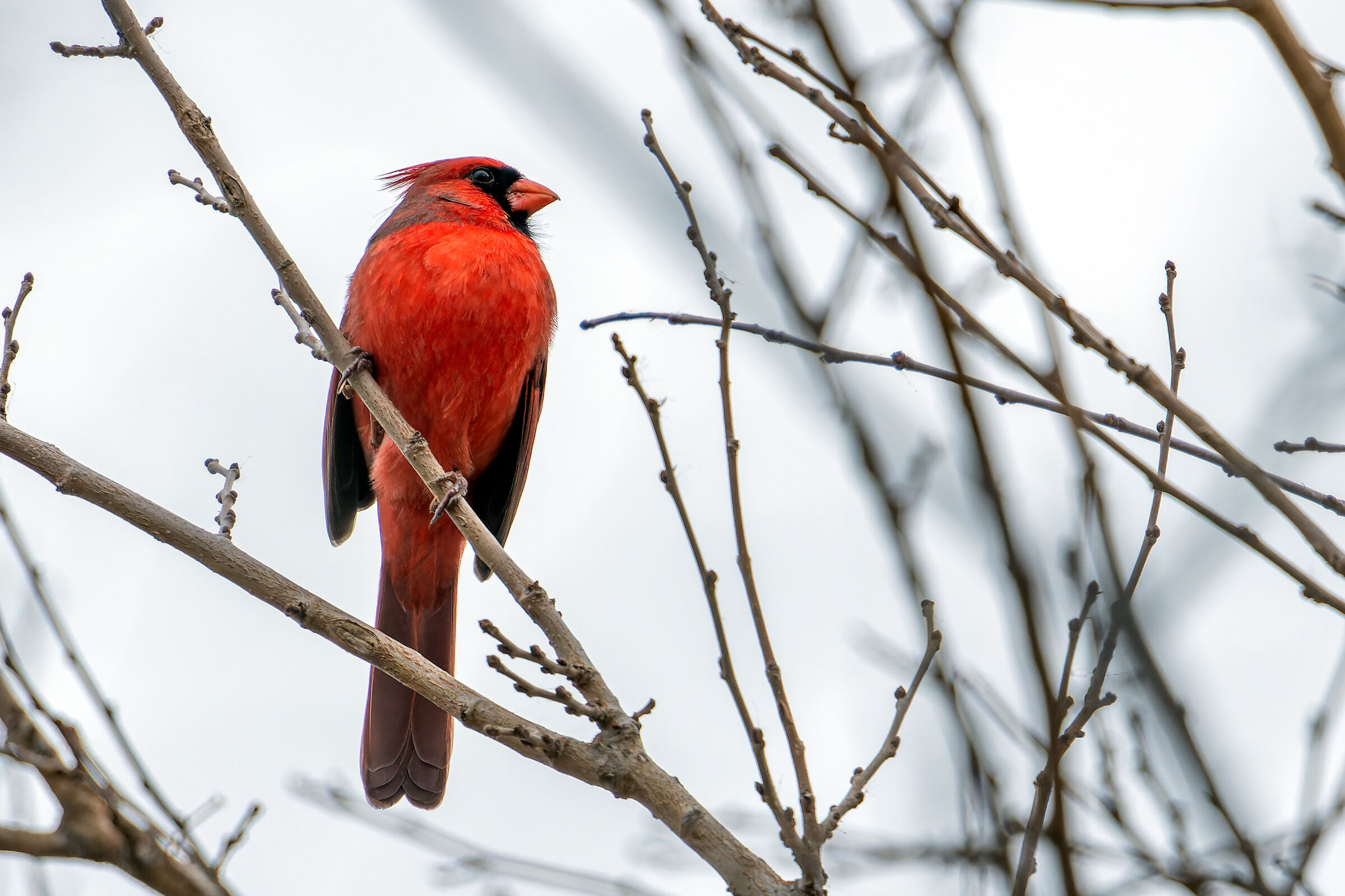 Northern Cardinal