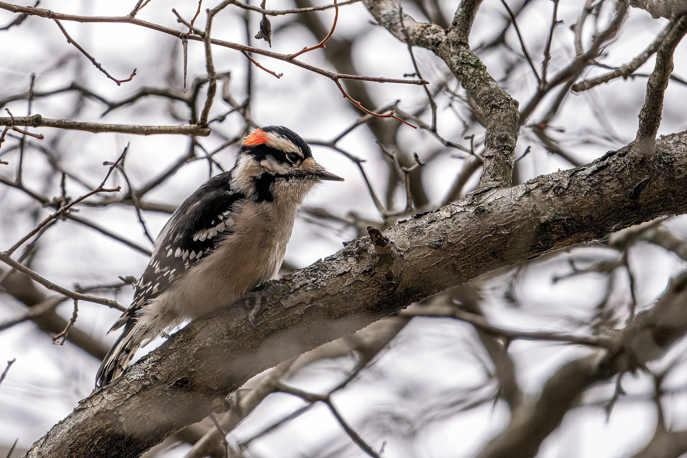 Downy woodpecker (Dryobates pubescens)