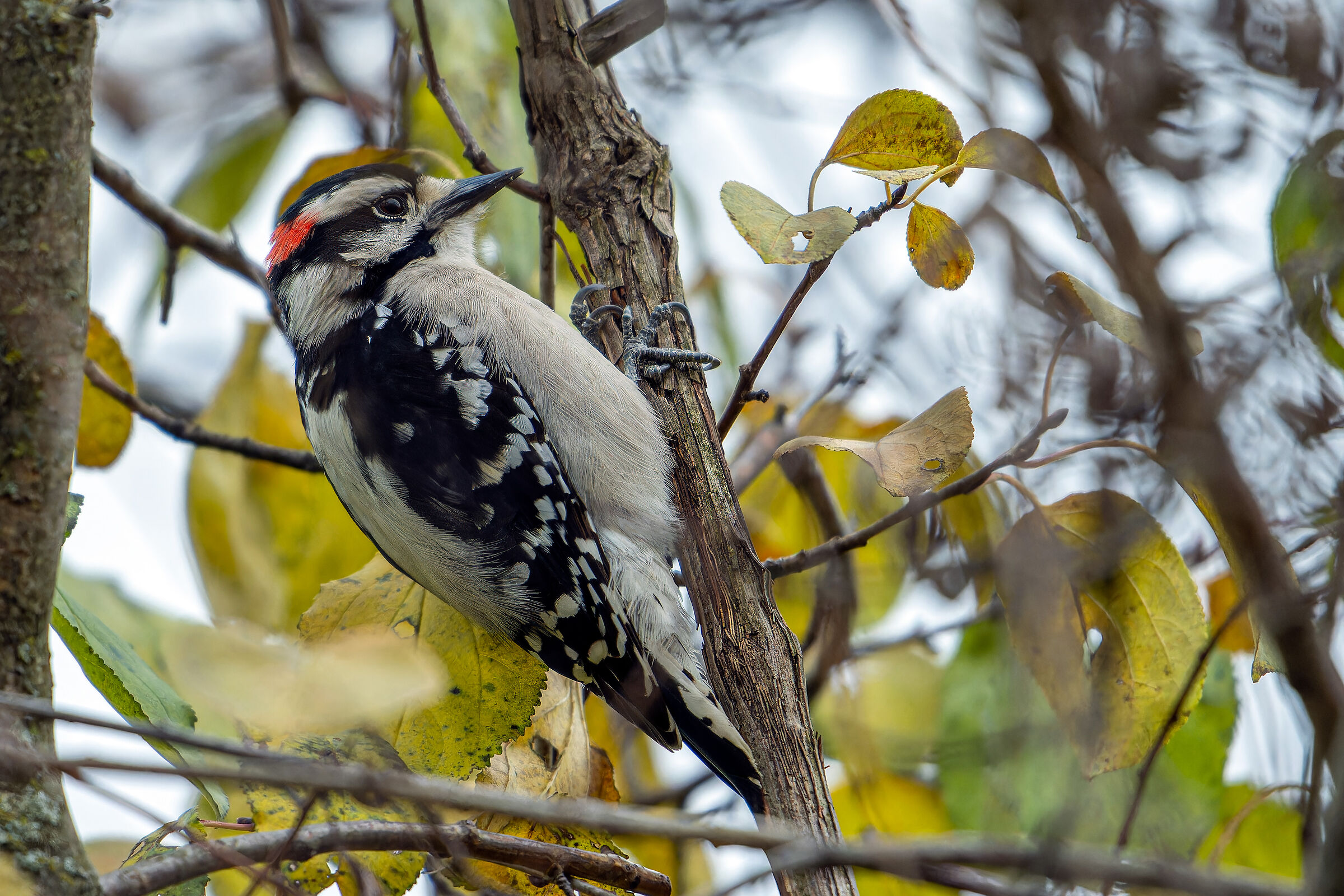Downy woodpecker (Dryobates pubescens)