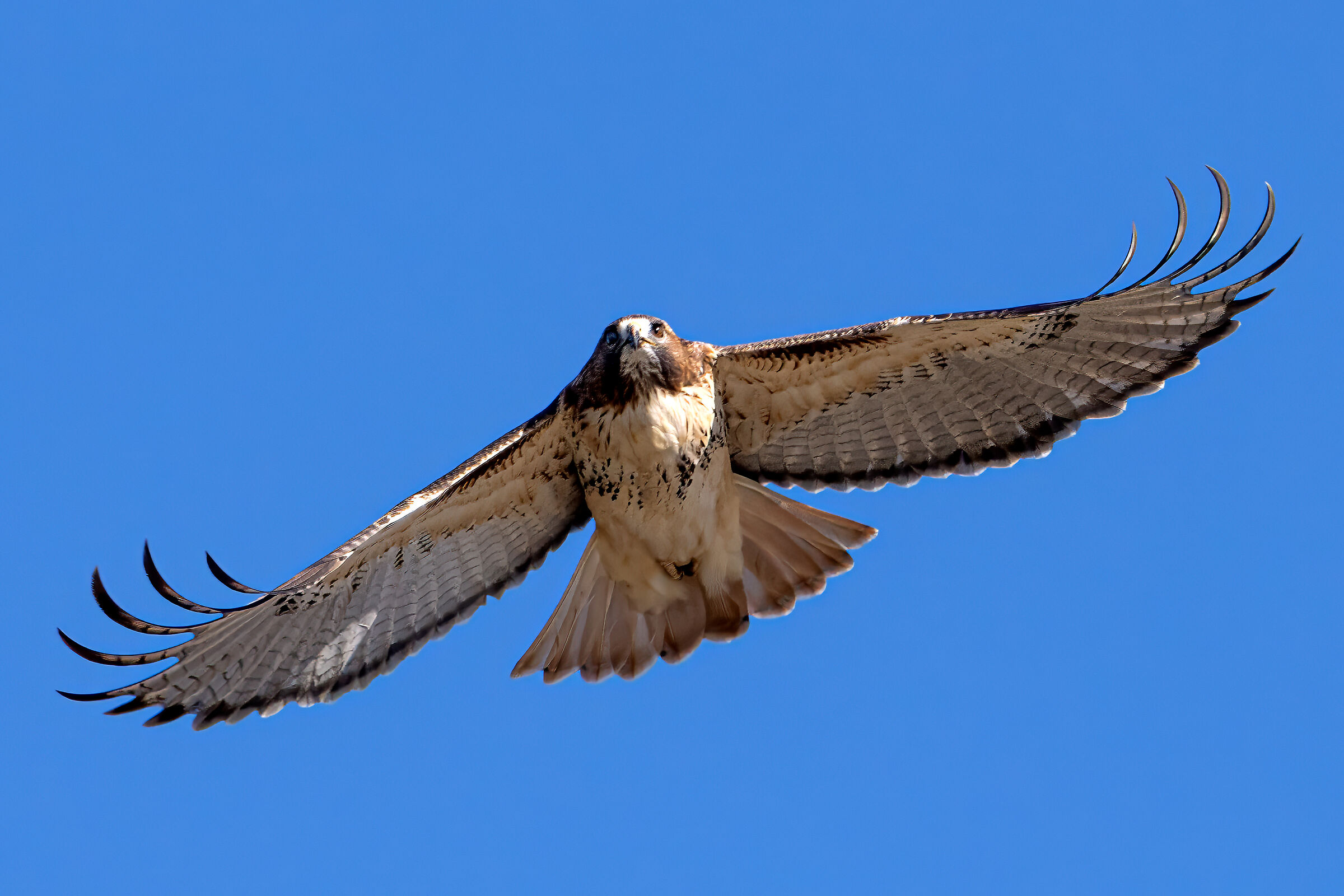 Red tailed Hawk