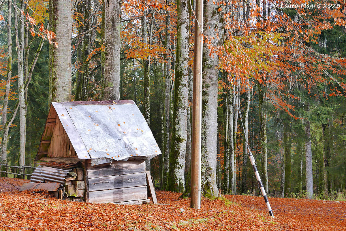 Back dwelling for gnomes