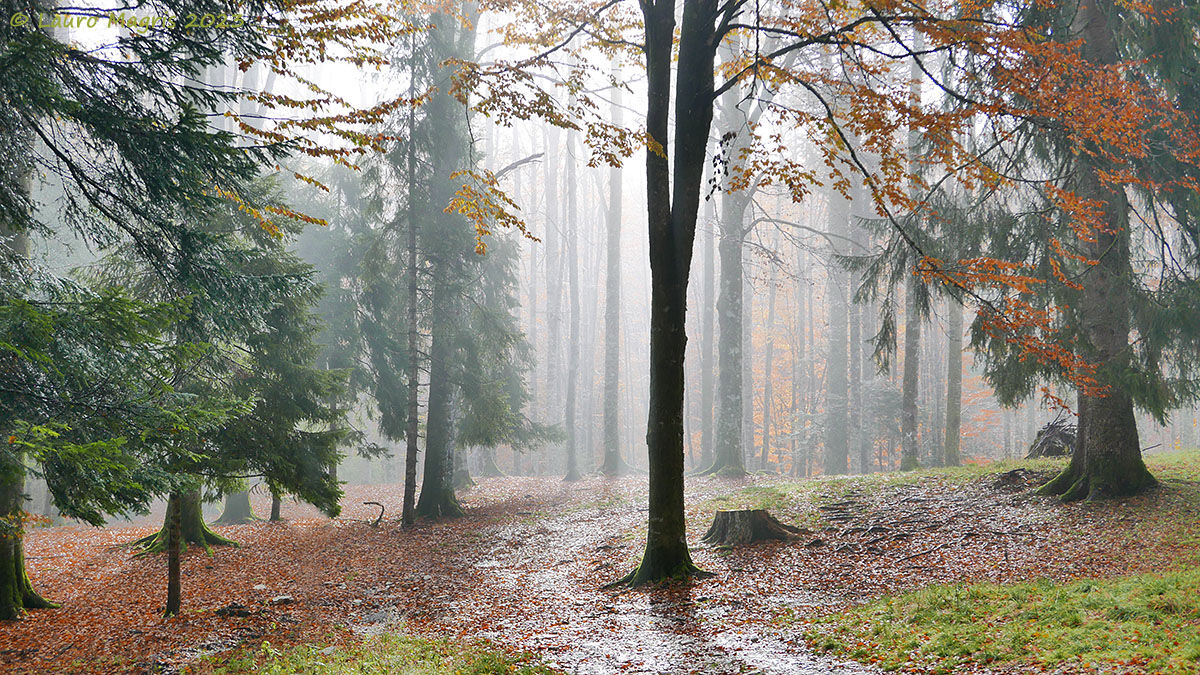 Humidity in the forest