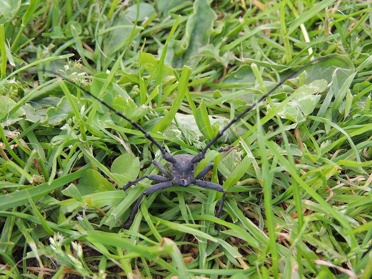 morimus asper maschio