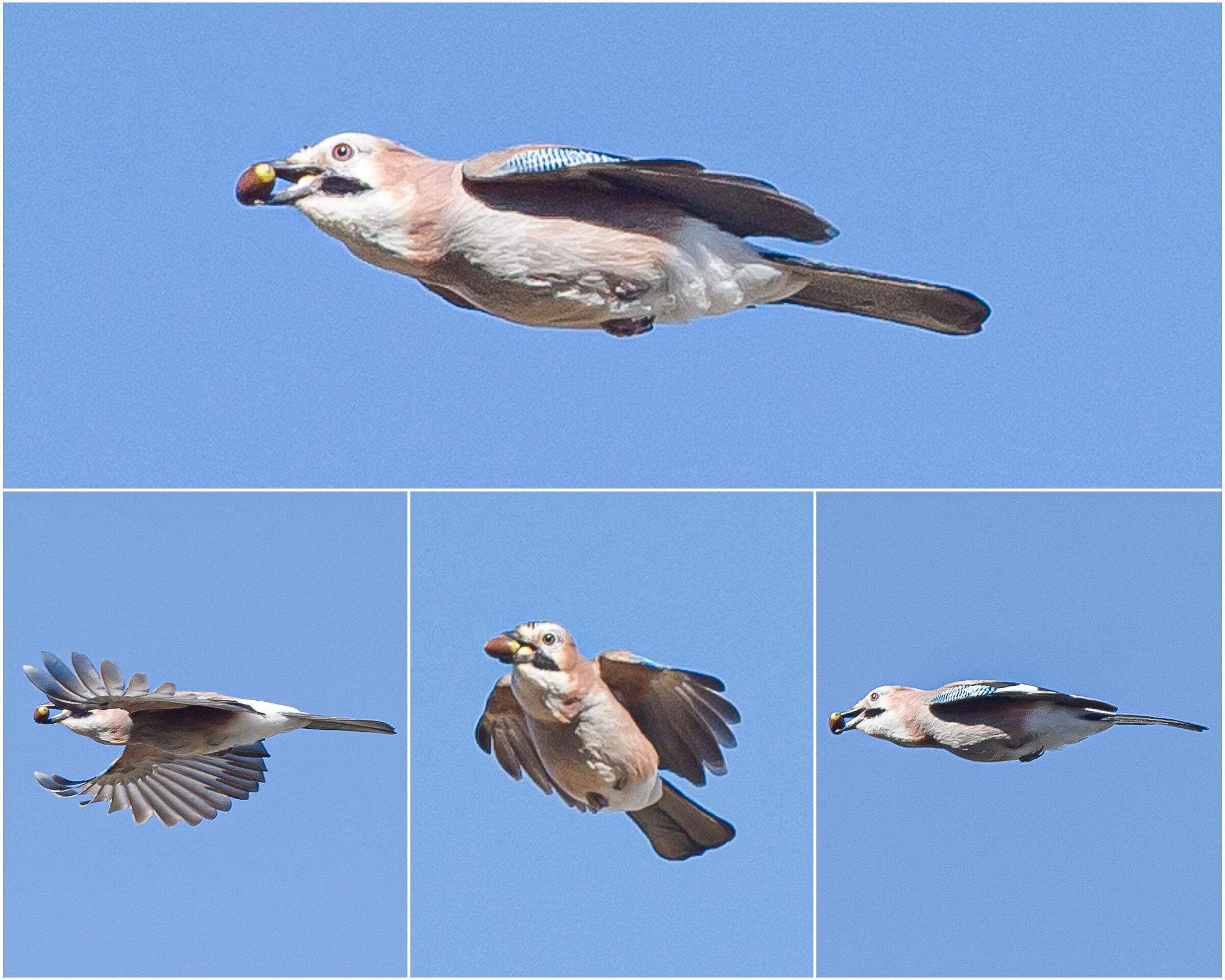 Sequenza Ghiandaia in volo con cibo