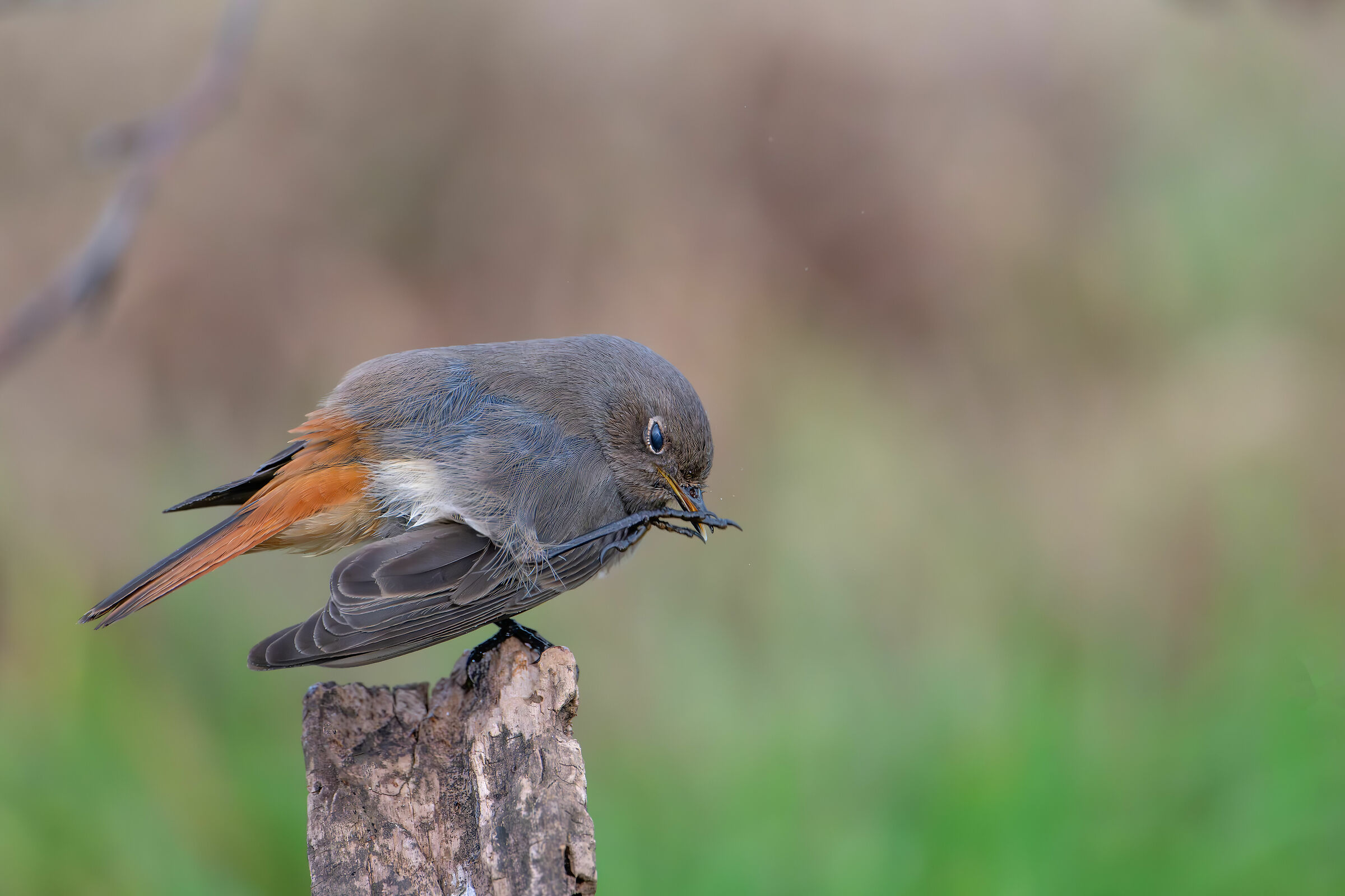 Redstart scratch #capannocora