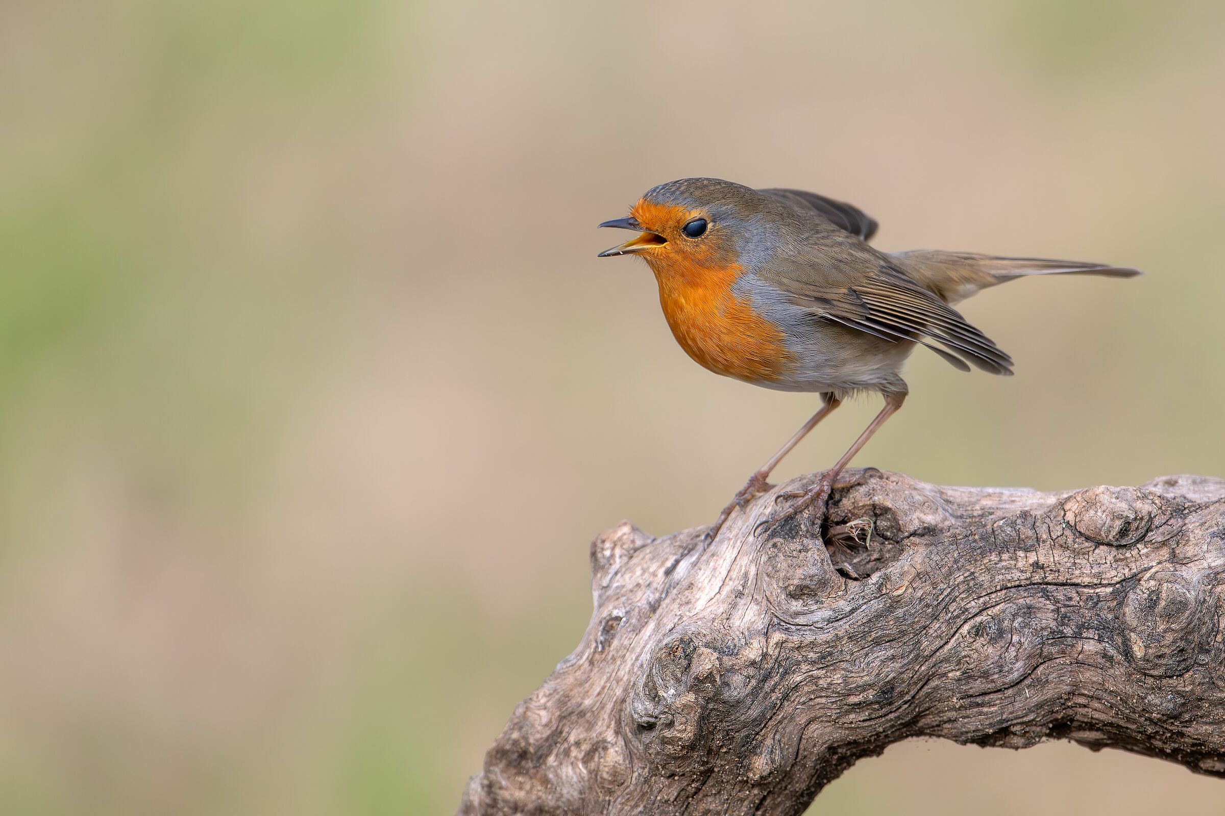 ettirosso #capannocora