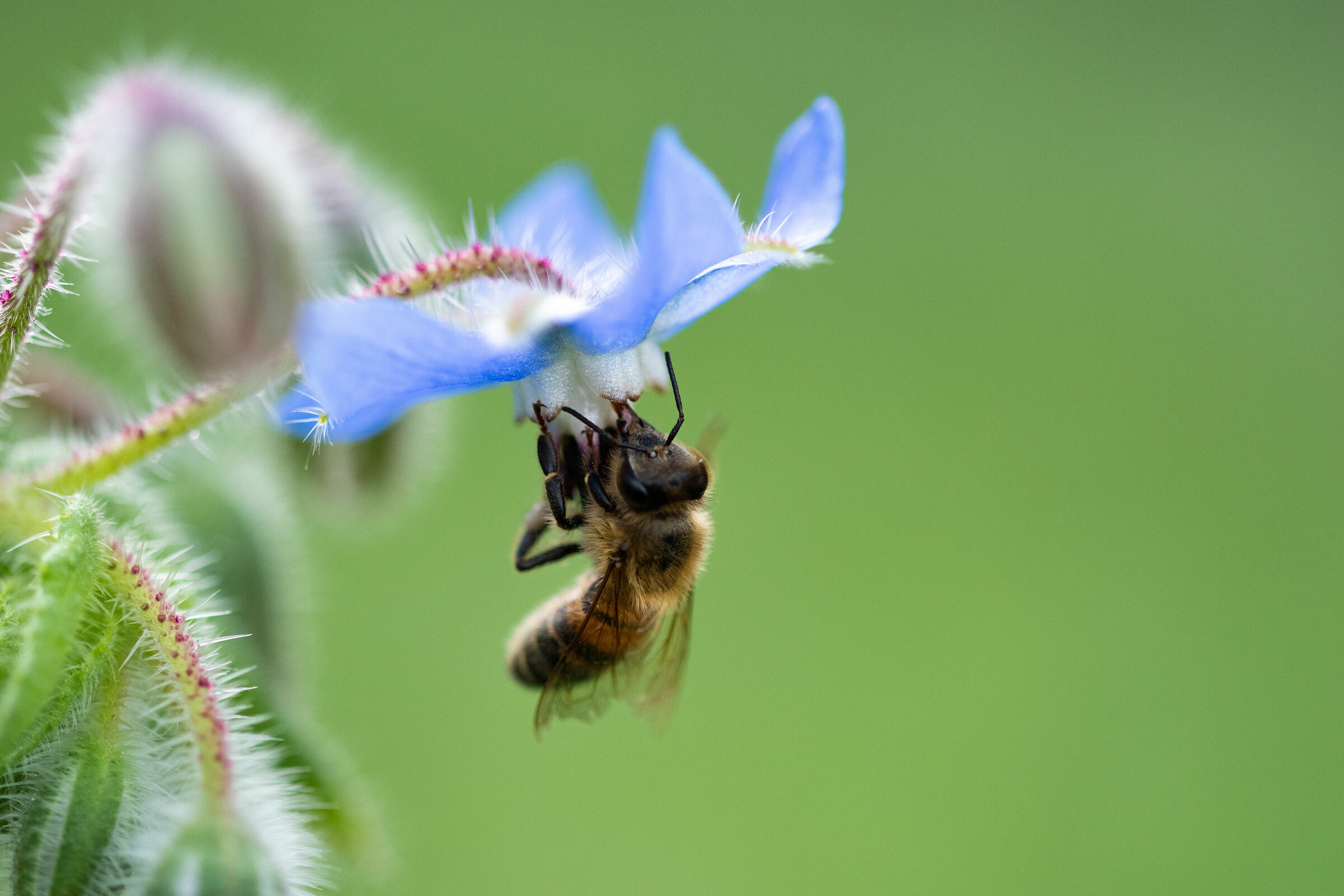 Bee on flower of Borago officinalis (Borage)