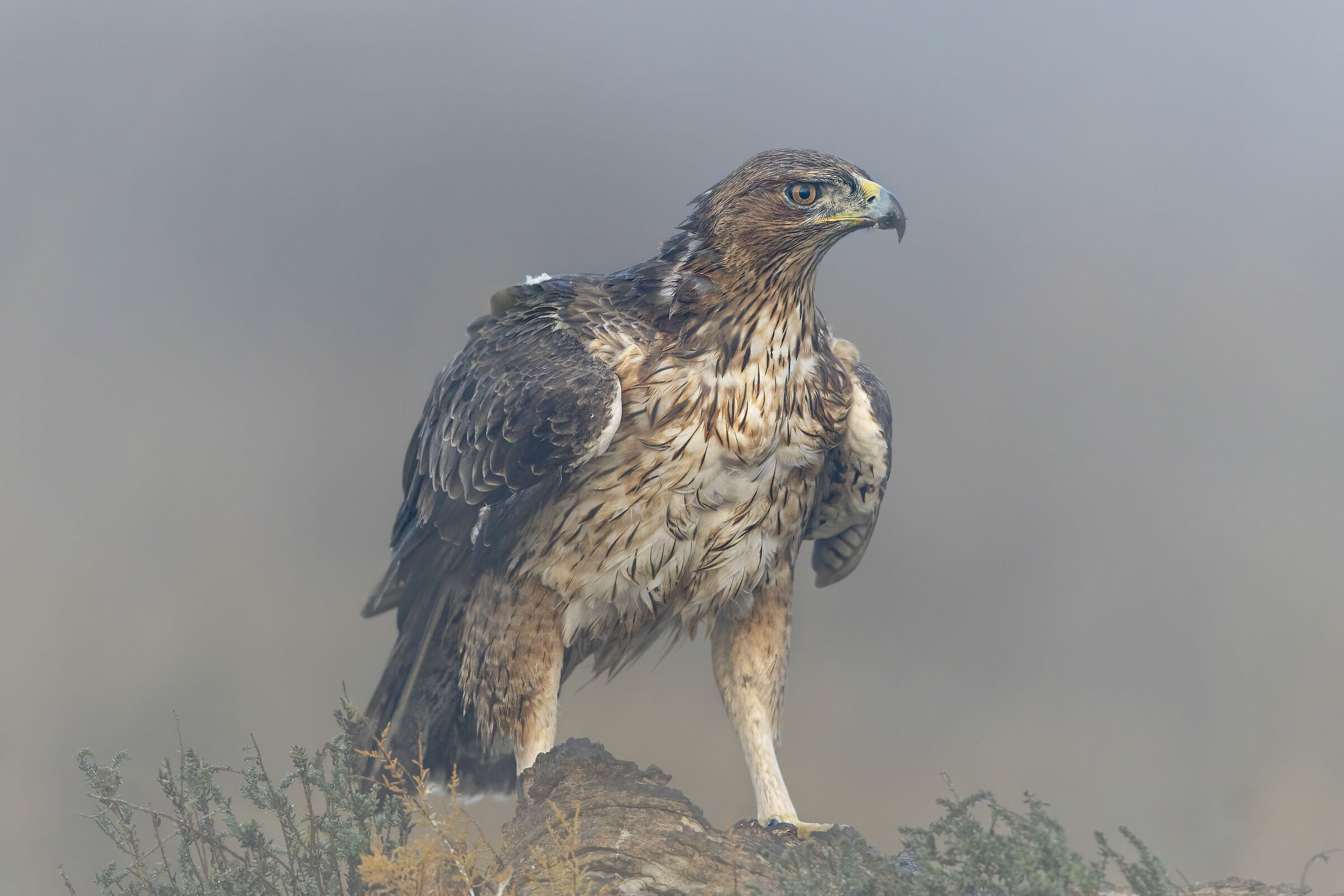 aquile nella nebbia, aquila del bonelli